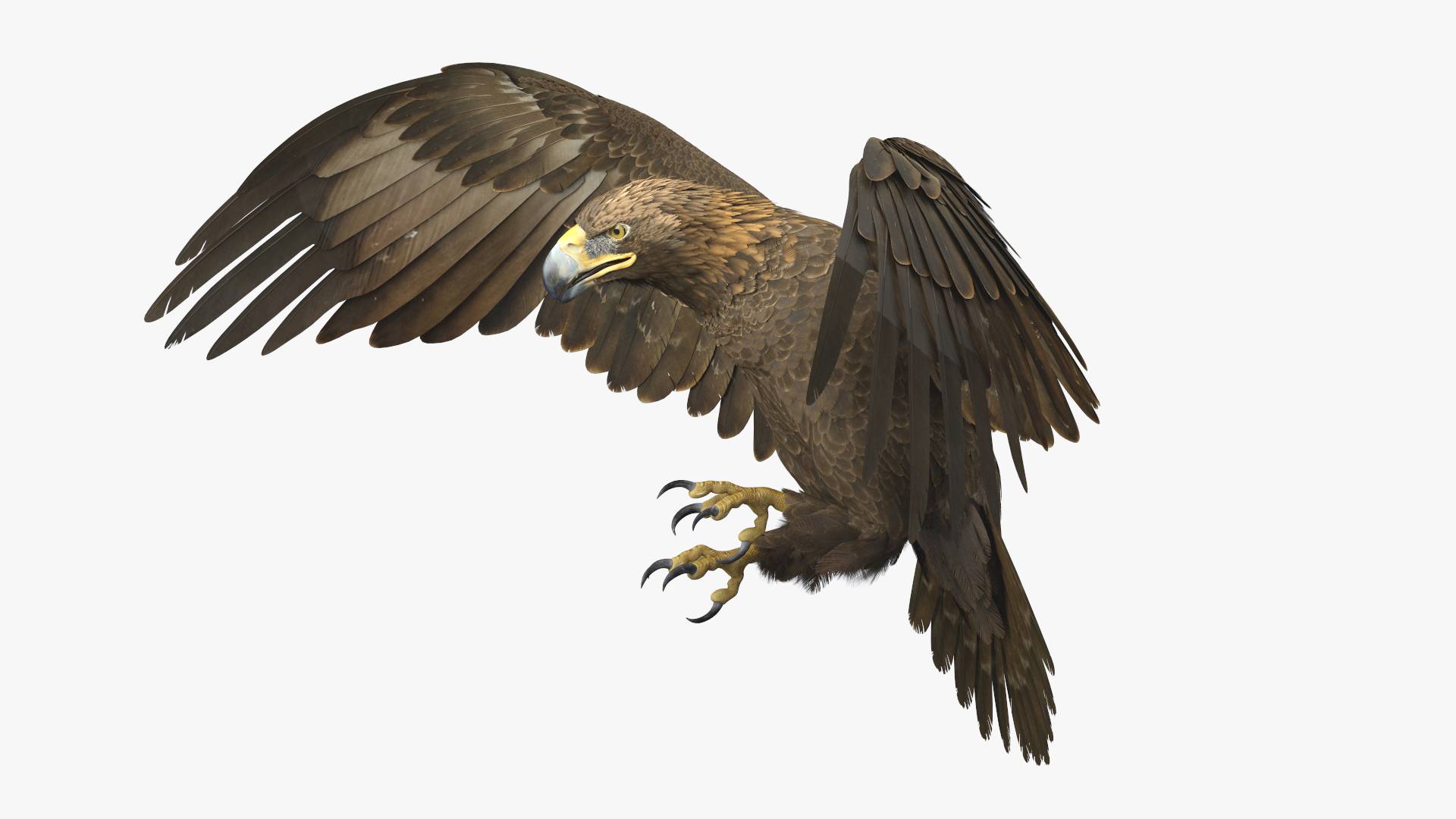 American Eagle 3d Model - HD Wallpaper 