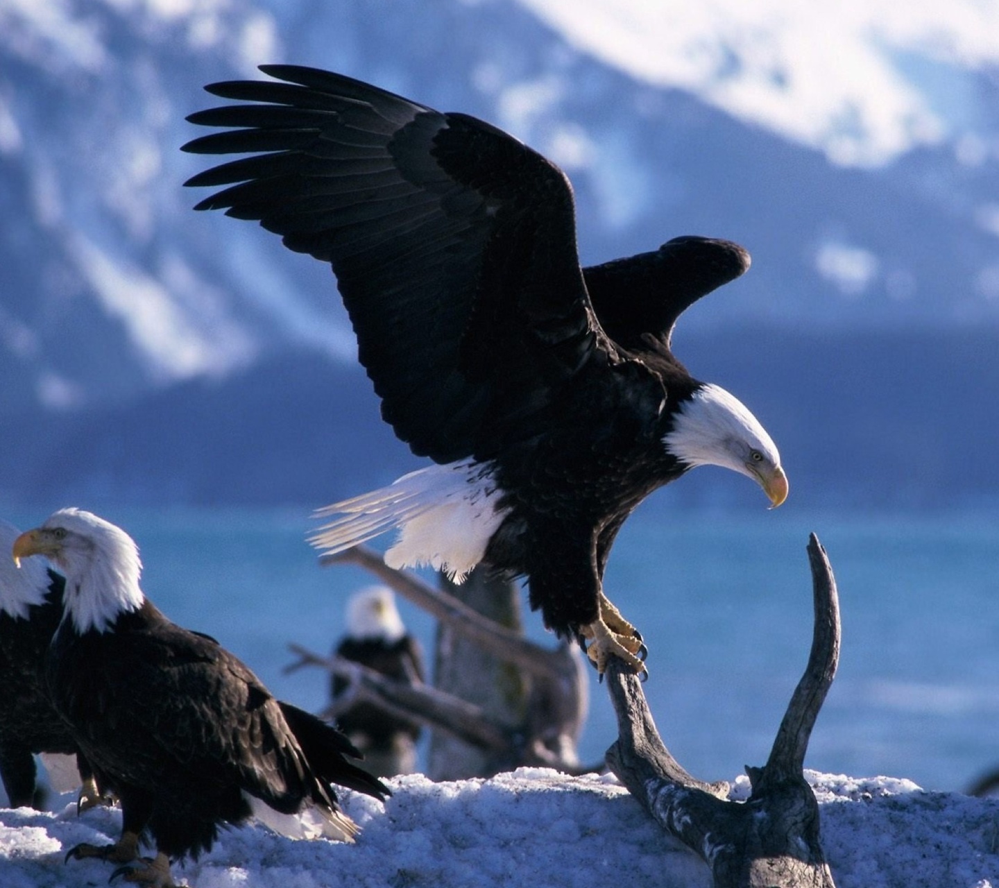 Eagles Dont Hang Out With Chickens - HD Wallpaper 