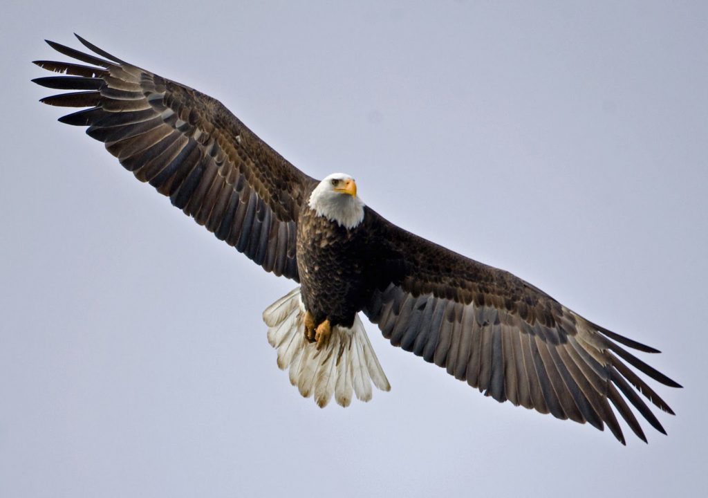 Female Bald Eagle Wallpaper - Fly Eagle - HD Wallpaper 