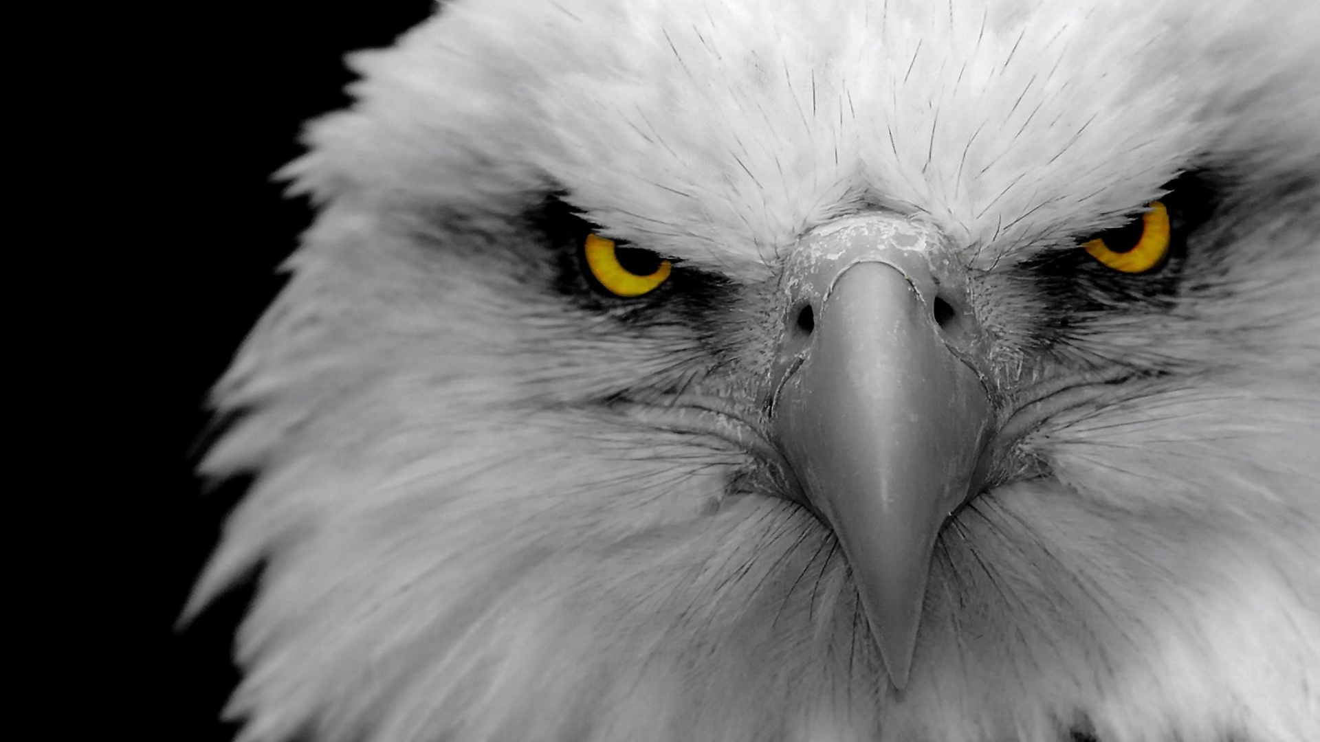 High Resolution Bald Eagle Eye - HD Wallpaper 
