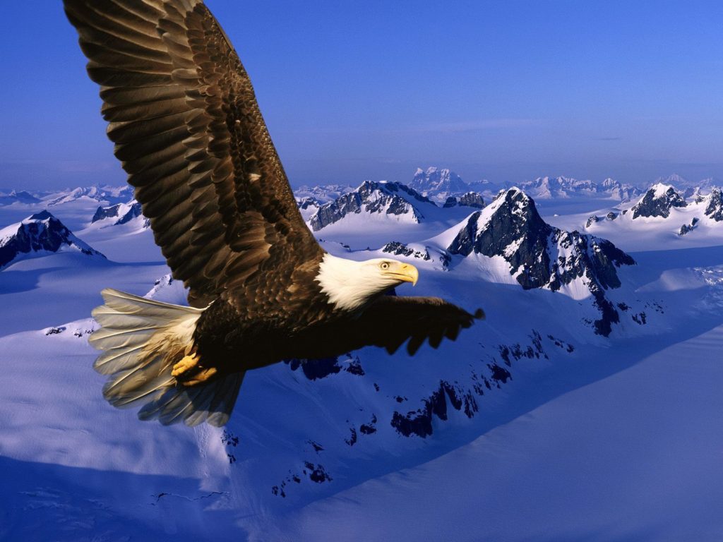 Flying Eagle Wallpaper - Soaring Like An Eagle - HD Wallpaper 