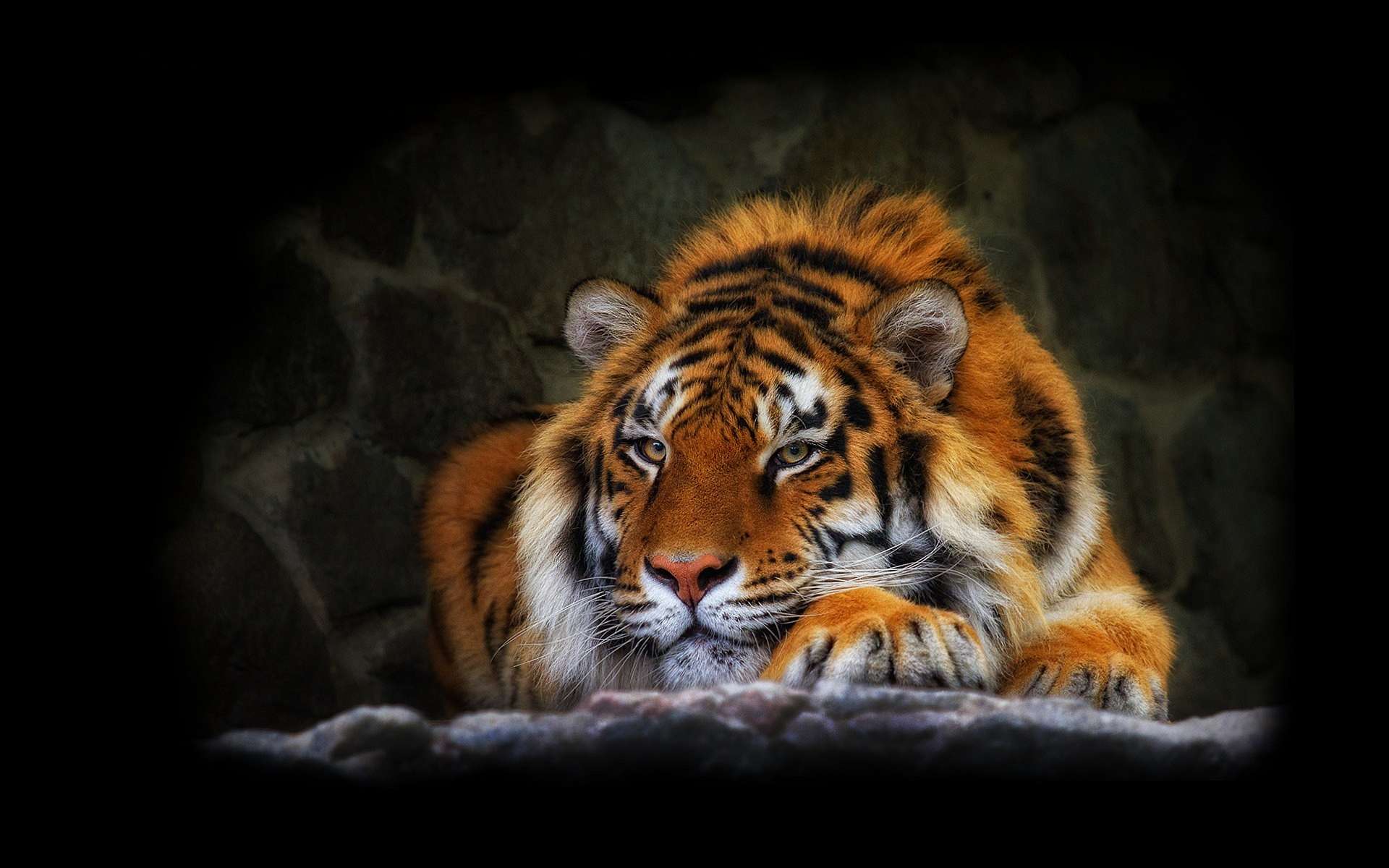 Tiger Wallpaper - HD Wallpaper 