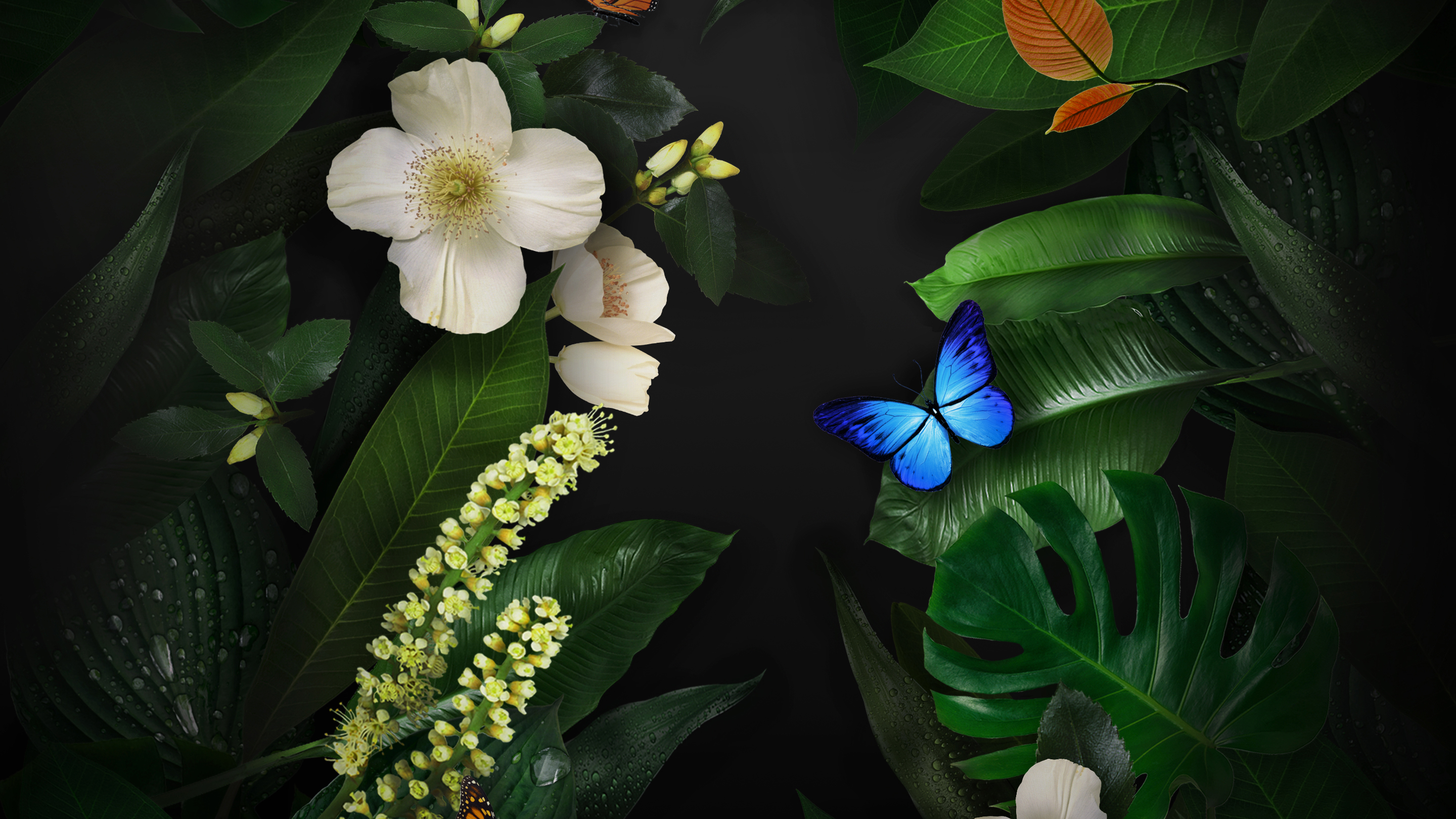 Flowers Butterflies Wallpapers - 8.0 Inch Phone - HD Wallpaper 