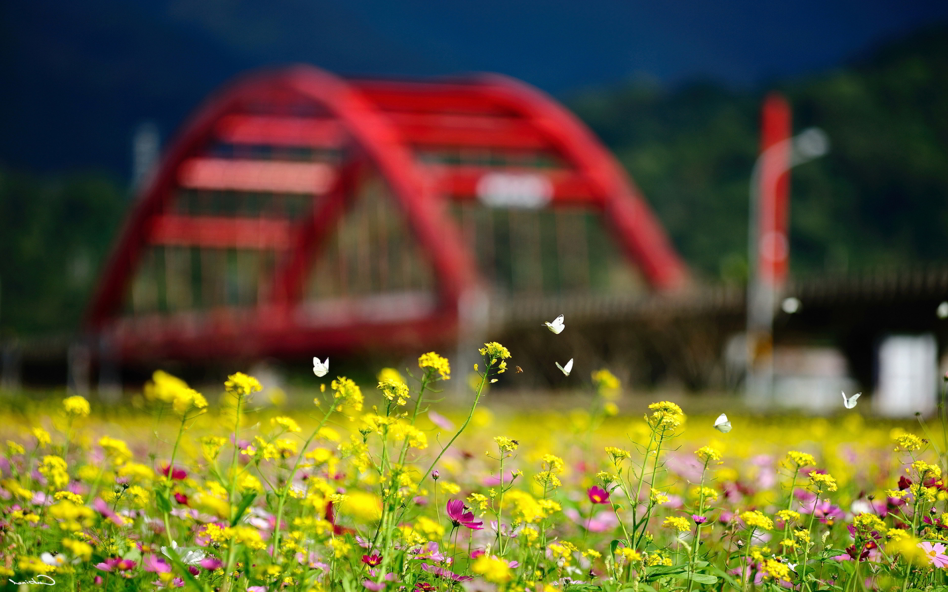 Summer Flower And Butterfly - HD Wallpaper 