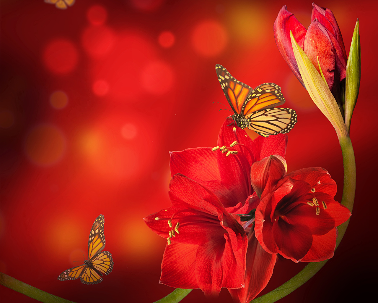 Red Flower With Butterfly - HD Wallpaper 
