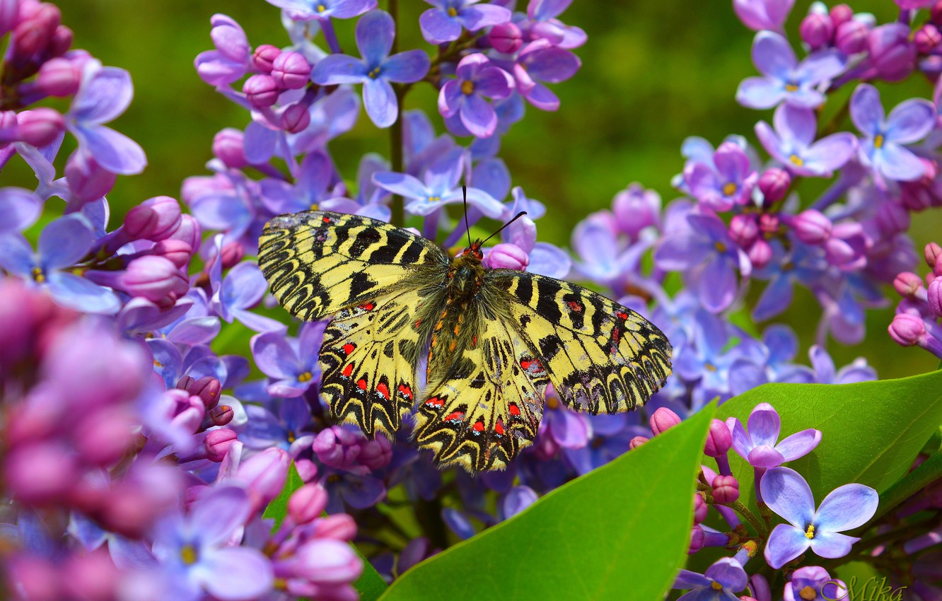 Photo Wallpaper Butterfly, Flowers, Flowers, Butterfly - Весна Природа - HD Wallpaper 