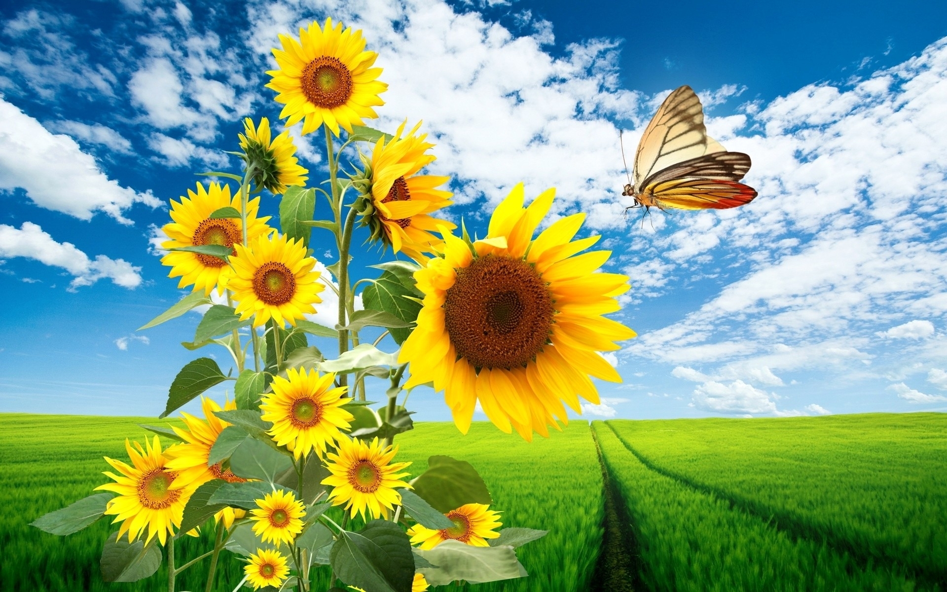 Sunflower Pictures With Butterfly - HD Wallpaper 