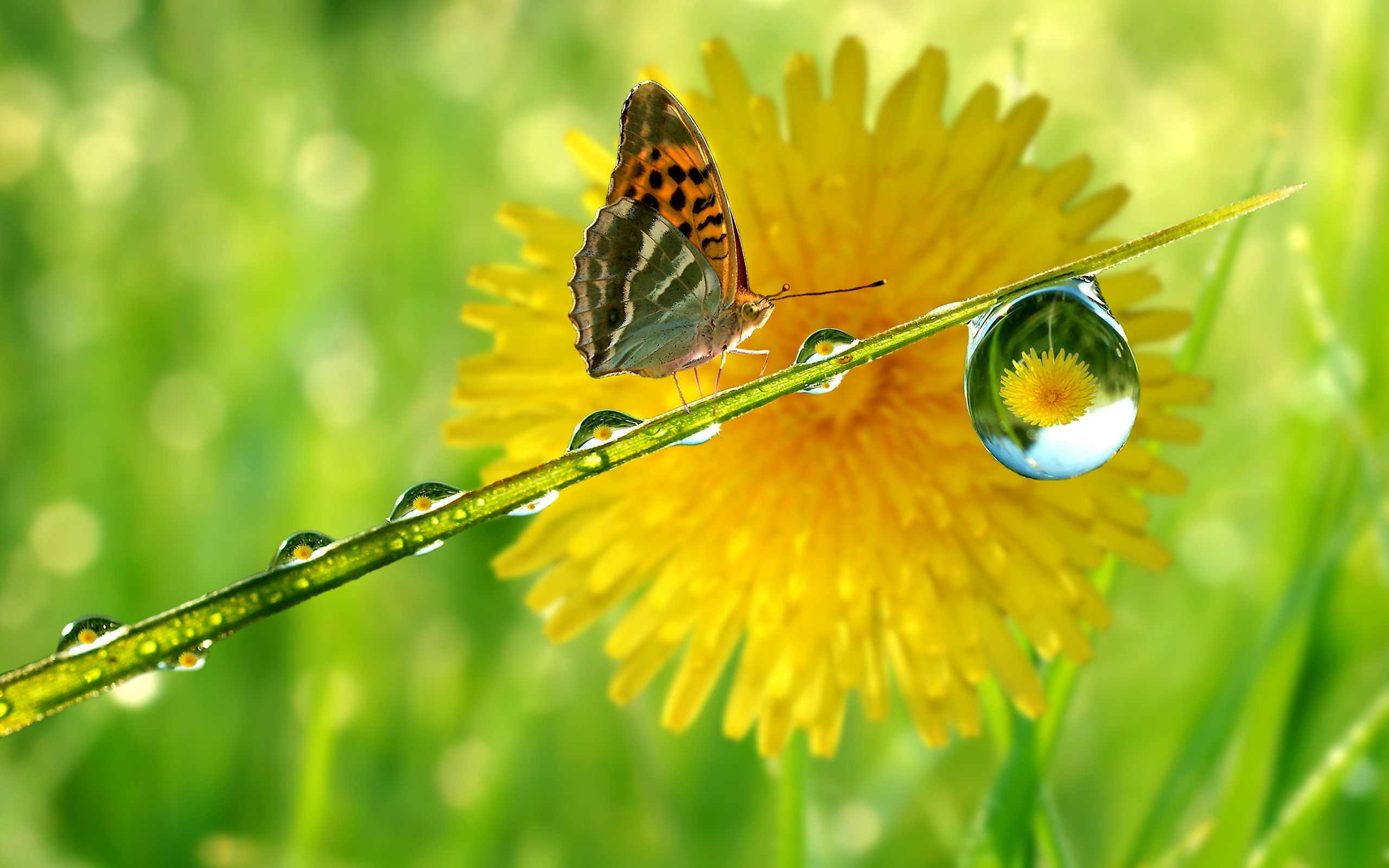 Flowers Image With Butterfly - HD Wallpaper 