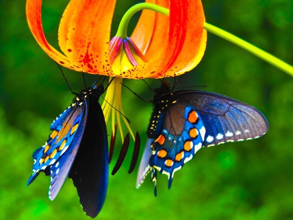 Butterflies And Flowers Wallpaper » Picserio - Full Hd Hd Butterfly - HD Wallpaper 