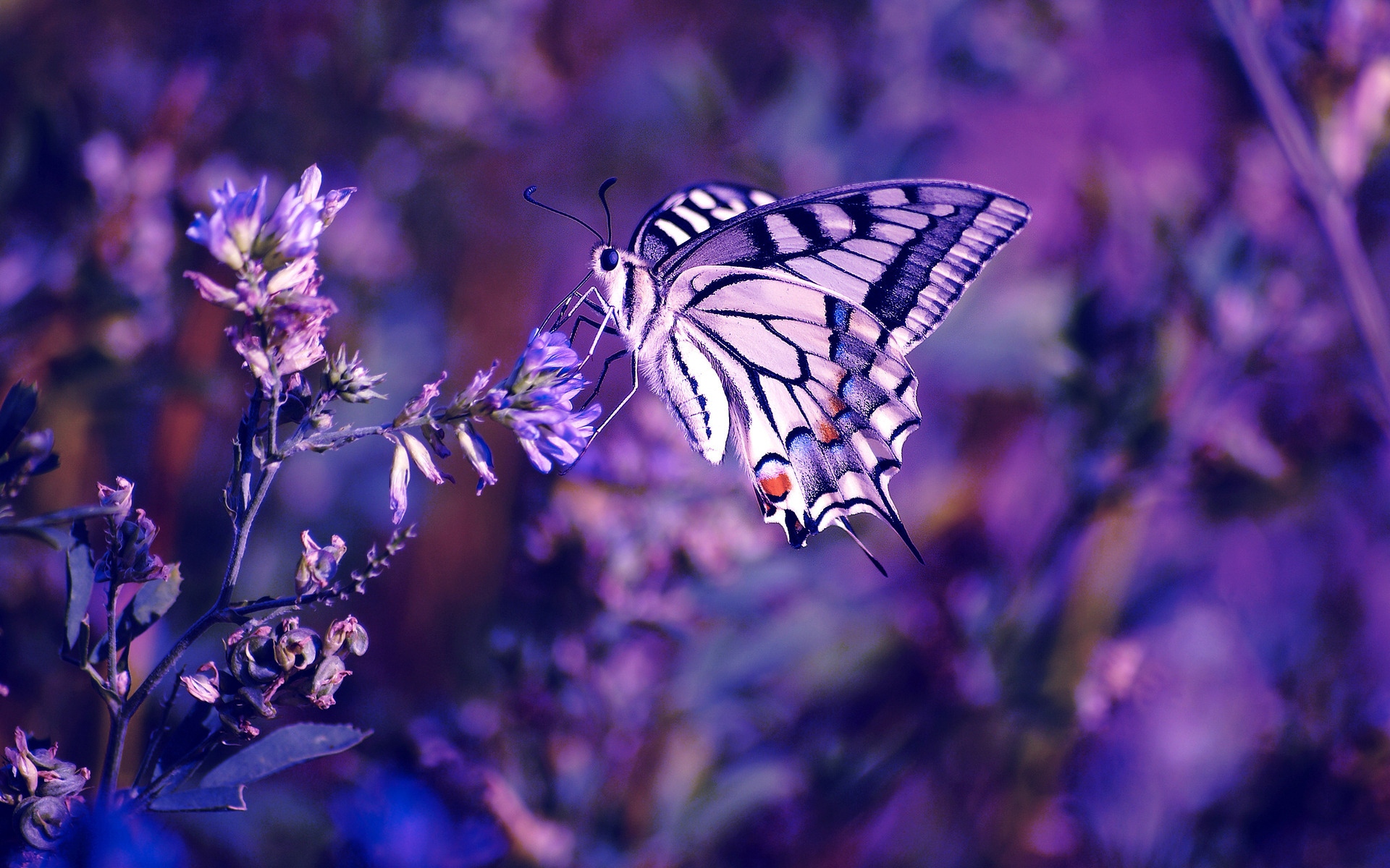 Wallpaper Lilac, Leaves, Flowers, Butterfly - Purple Butterfly In Nature - HD Wallpaper 