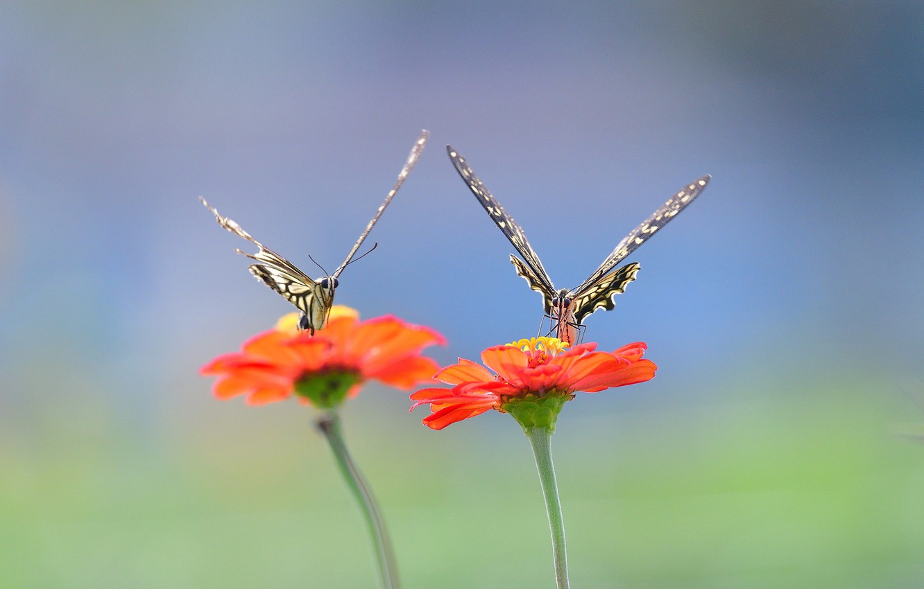 Photo Wallpaper Wings, Flowers, Butterflies - Sulfur Cosmos - HD Wallpaper 