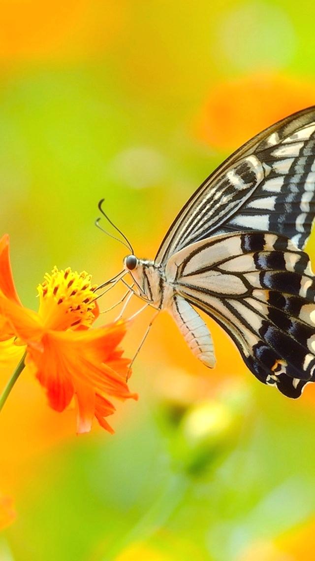 Flowers With Butterfly Wallpaper Hd Butterfly Wallpaper - Full Hd Pic Butterfly - HD Wallpaper 