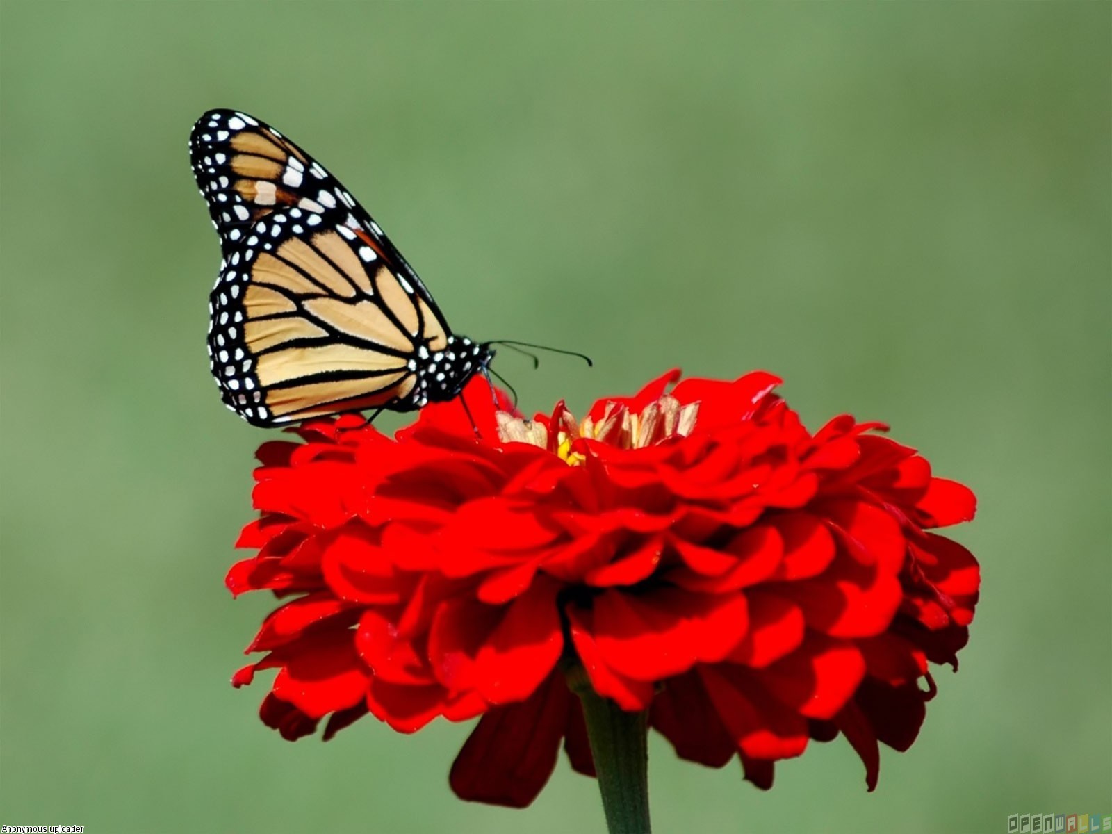 Monarch Butterfly Wallpapers Pc 1600x1200 Wallpaper Teahub Io
