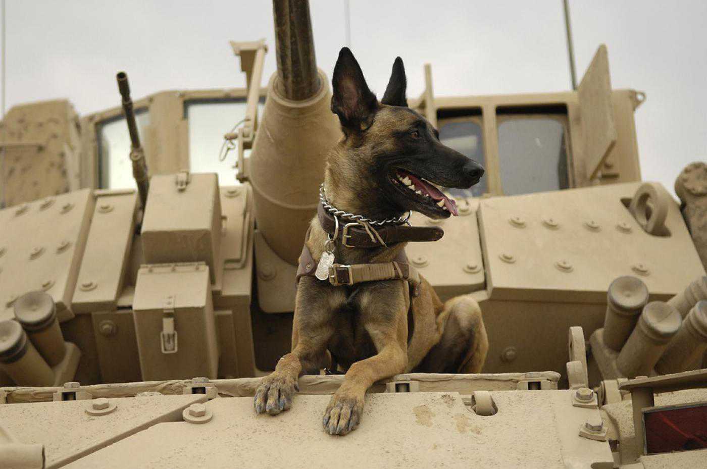 Animals Dog Tank Army Malinois Belgian - Dogs In War - HD Wallpaper 