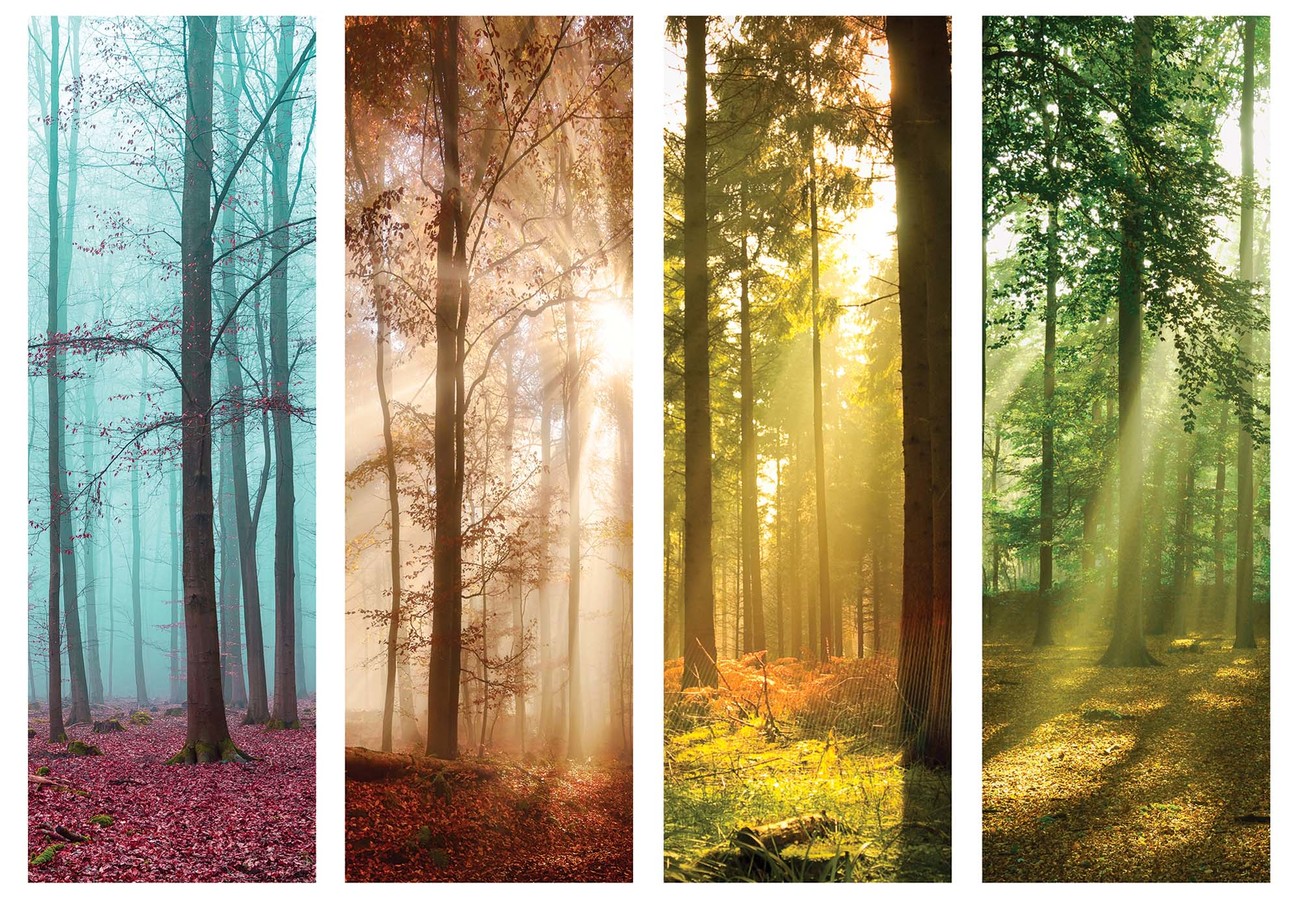 4 Seasons In The Forest Wallpaper Mural - 4 Seasons Themed Room - HD Wallpaper 