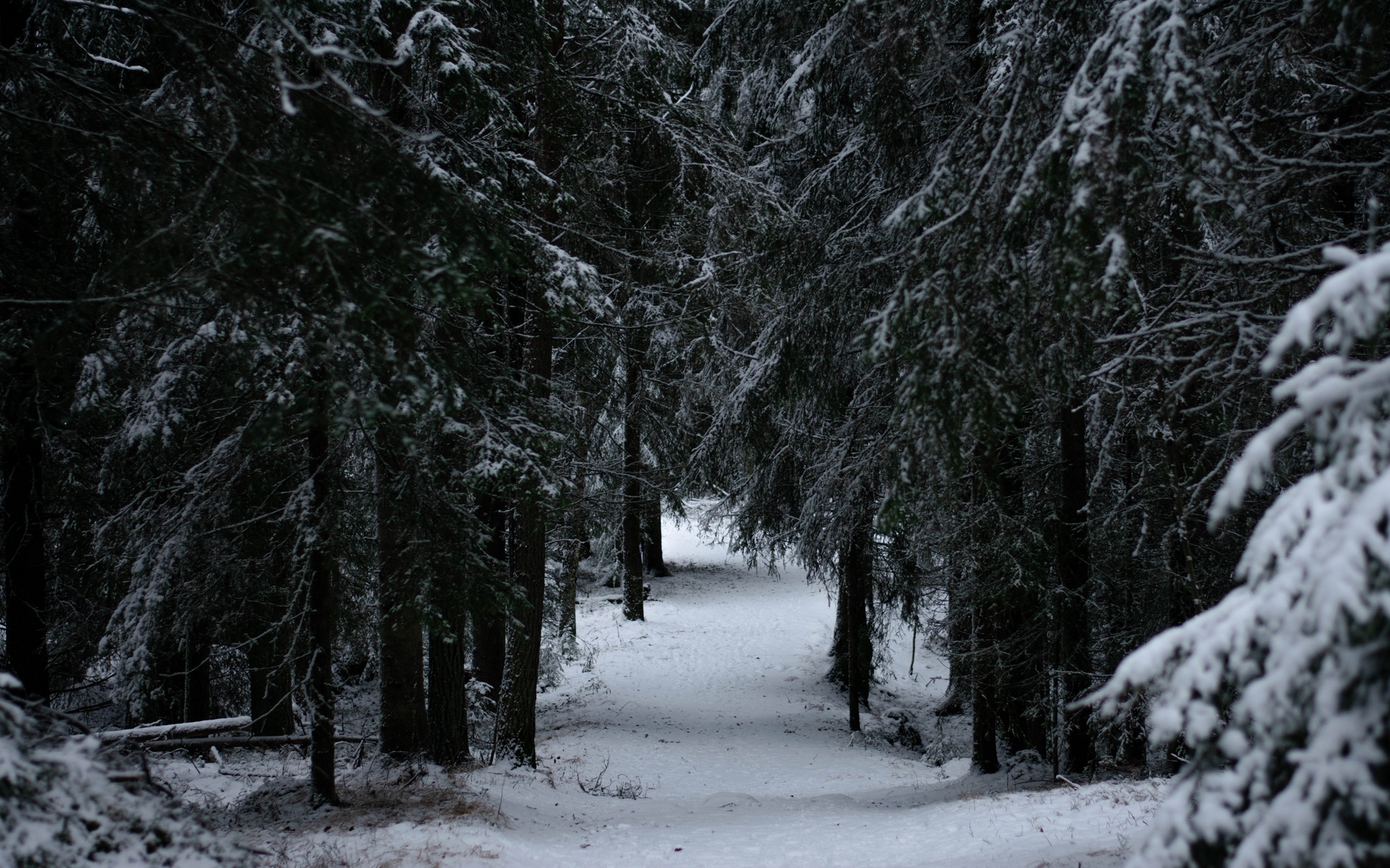 Winter Forest Wallpaper Hd - HD Wallpaper 