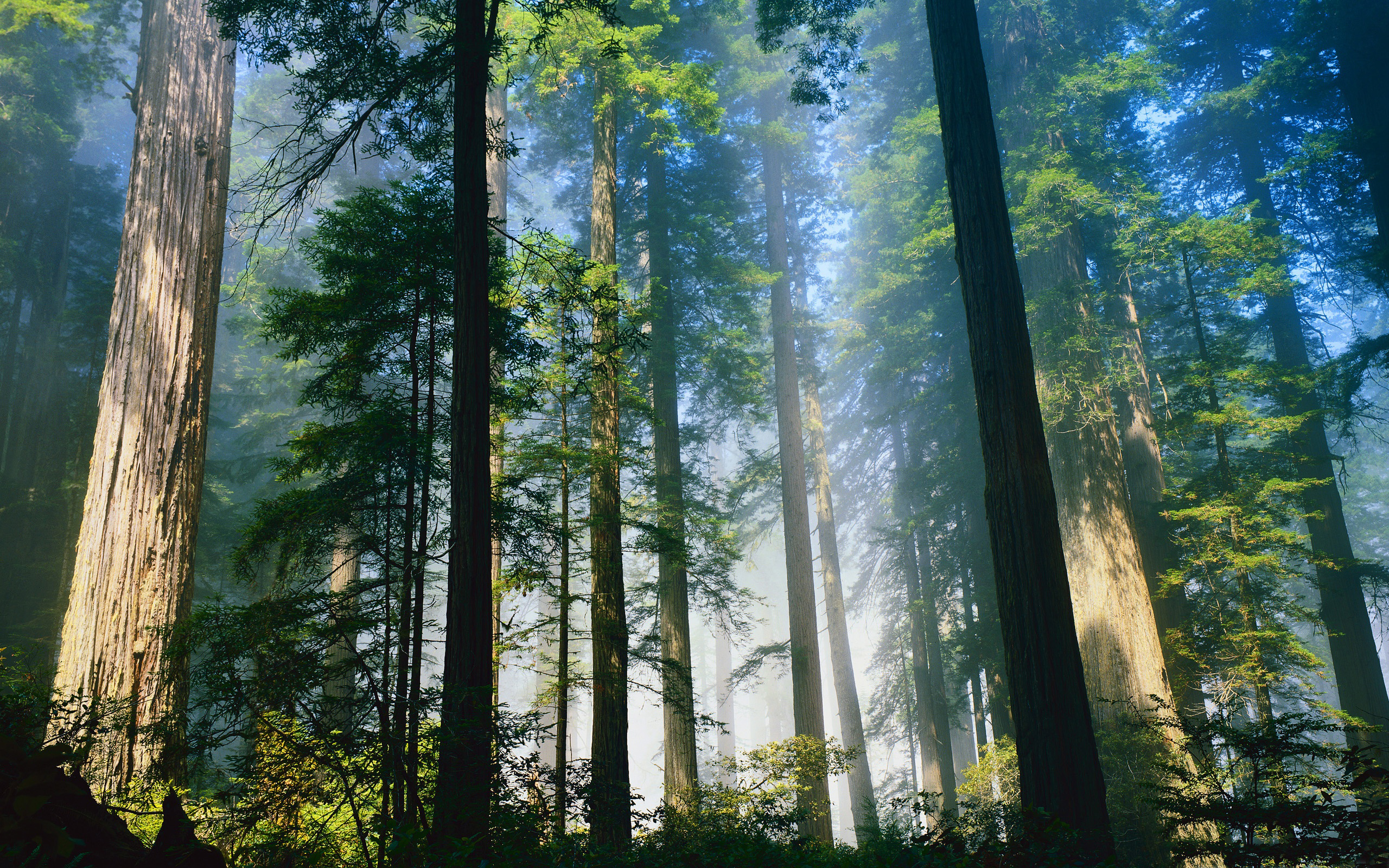 Redwood Forest, California Hd Wallpaper - Redwood Forest - HD Wallpaper 