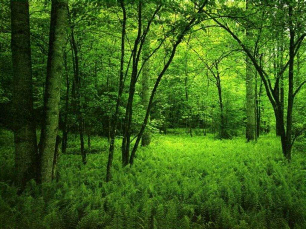 Green Forest Wallpaper Hd - HD Wallpaper 