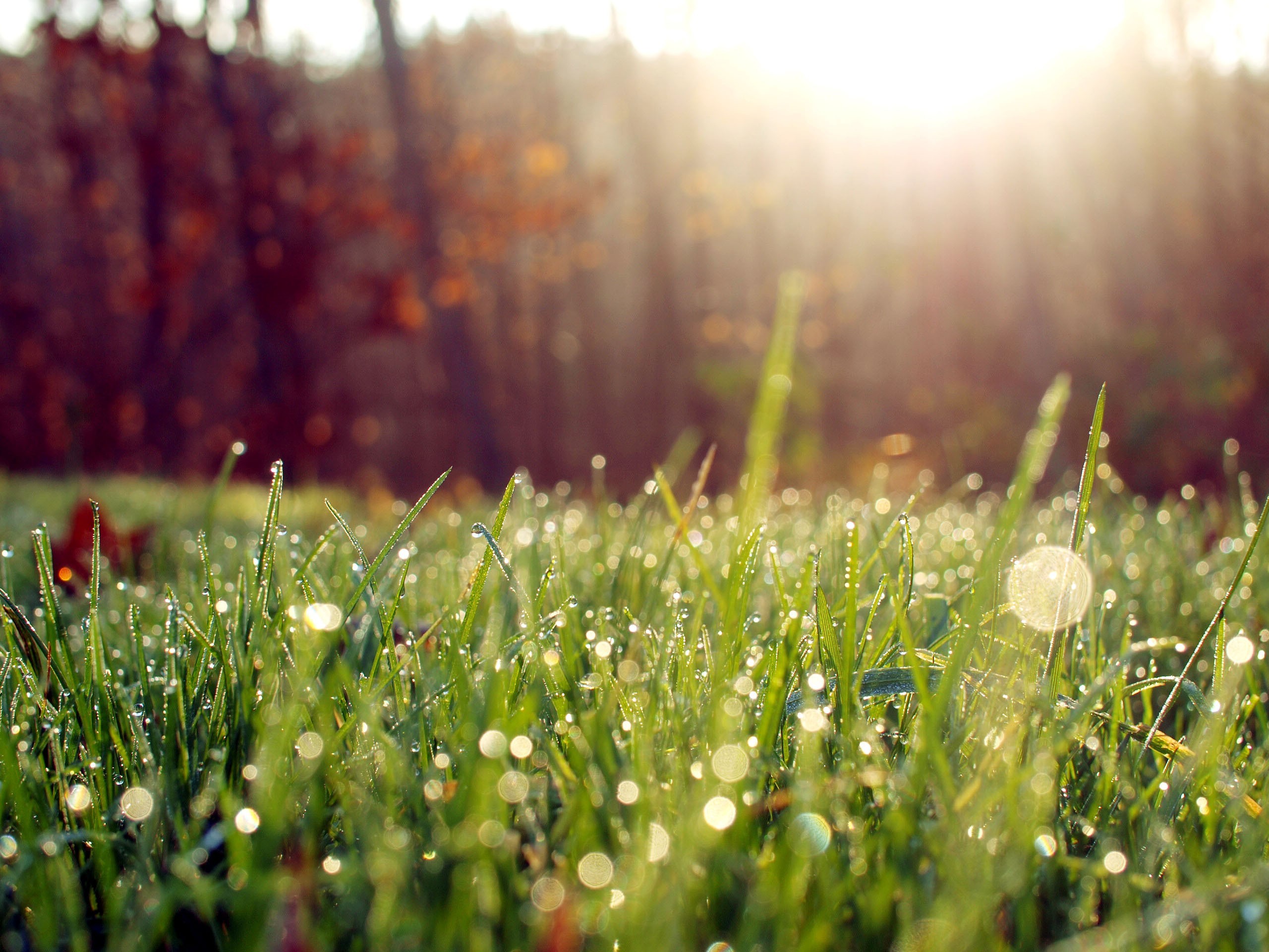 Details 100 grass background for editing