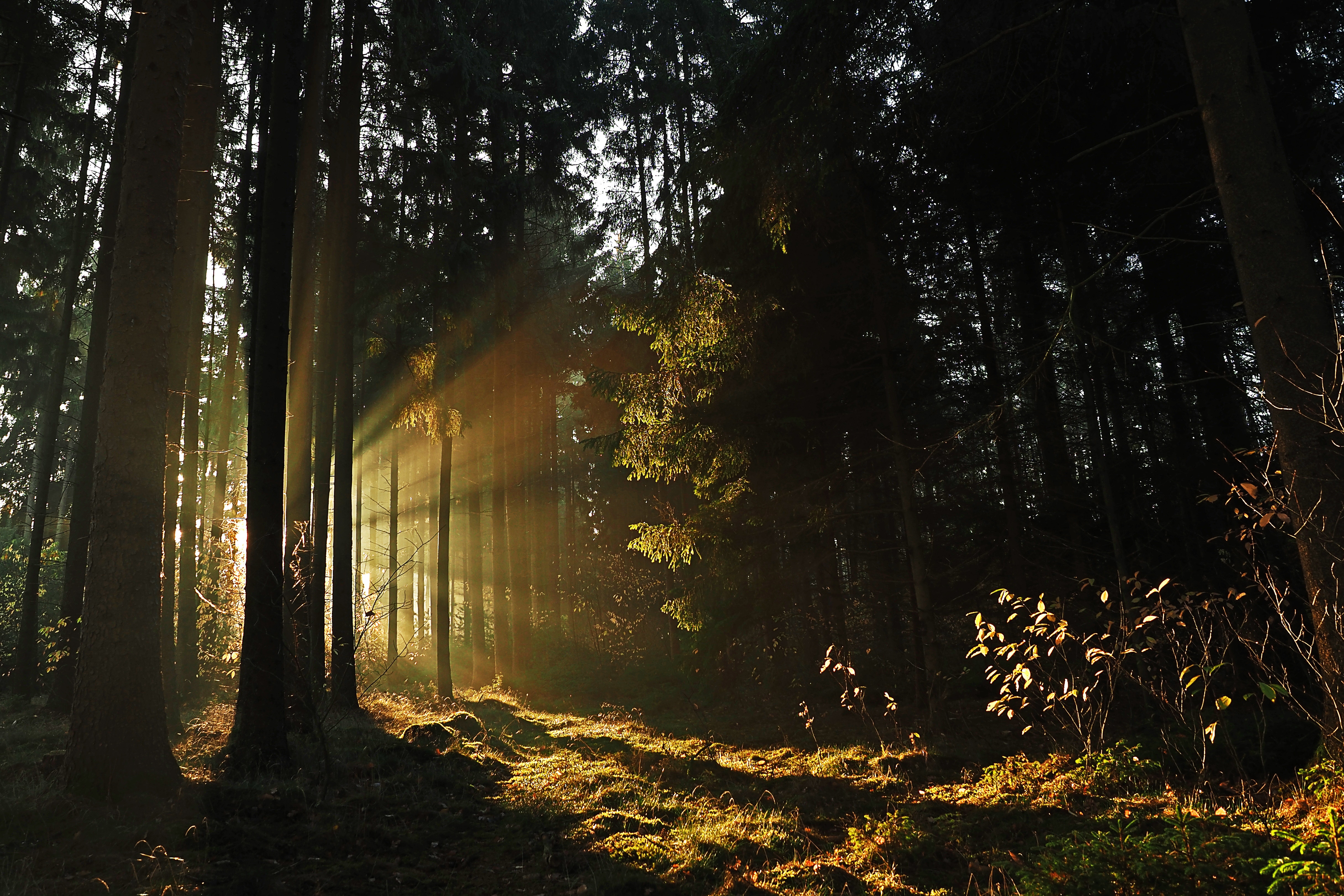 Light Beams Forrest - HD Wallpaper 
