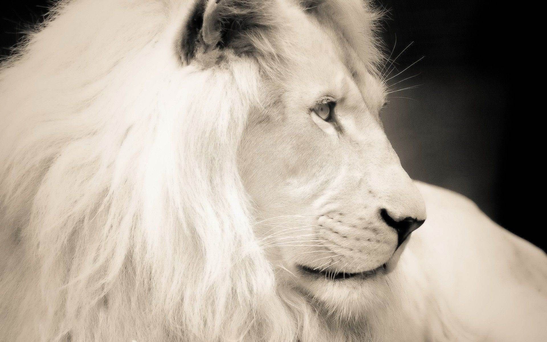 White Lion Wallpaper Download - 1920x1200 Wallpaper White Lion Wallpaper Download - 1920x1200 Wallpaper