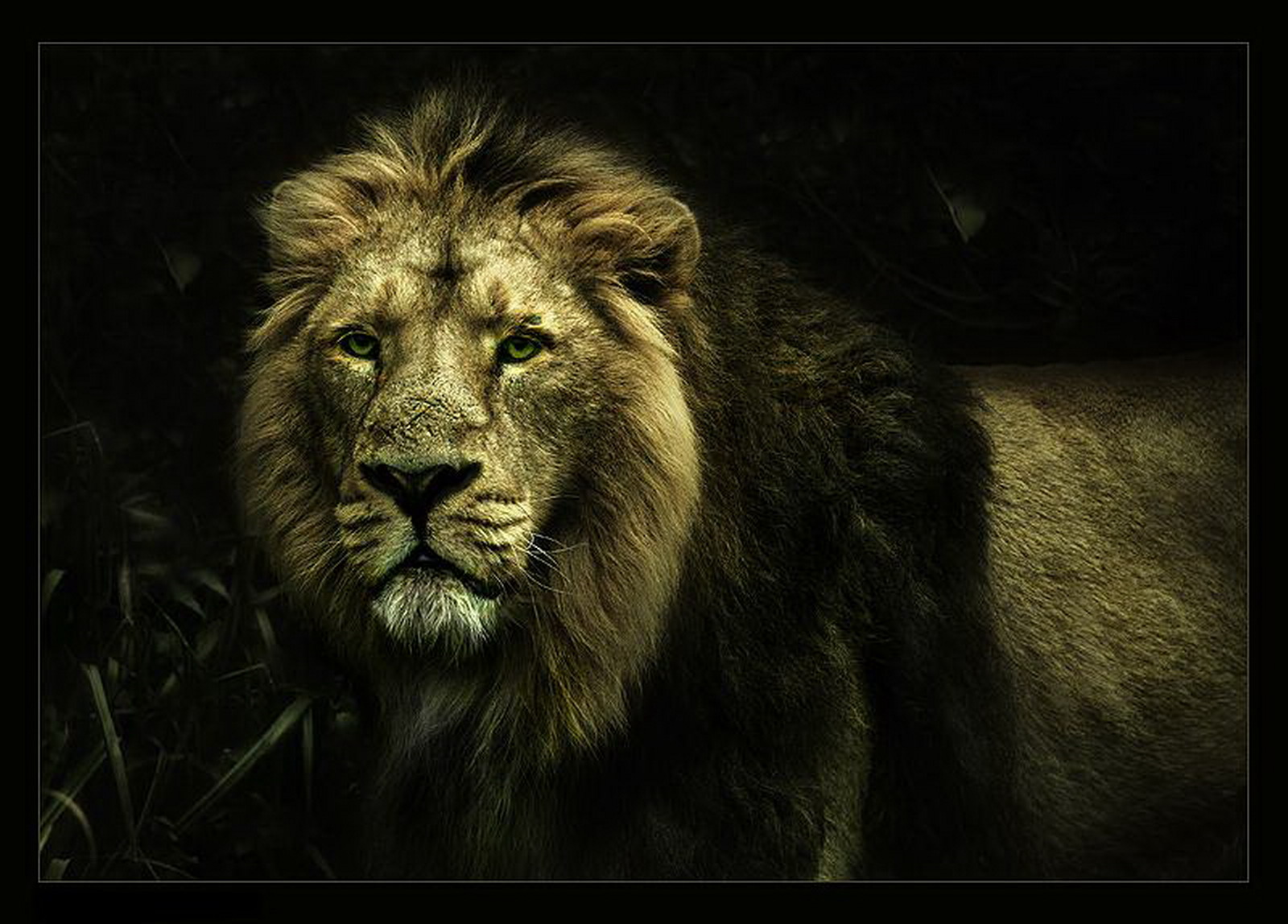 Lion Hd Wallpapers, Free Wallpaper Downloads, Lion - King Of The Jungle Hd - HD Wallpaper 