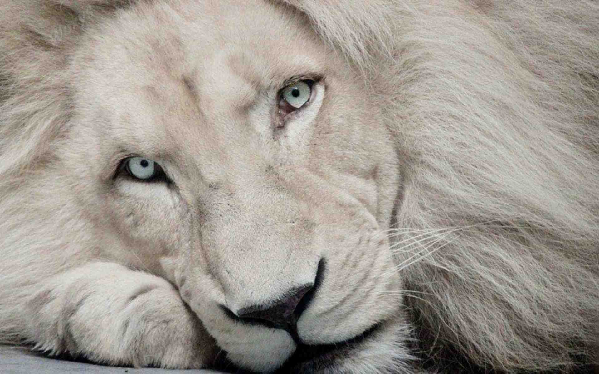 Free White Lion - Blue Eye Lion White - HD Wallpaper 