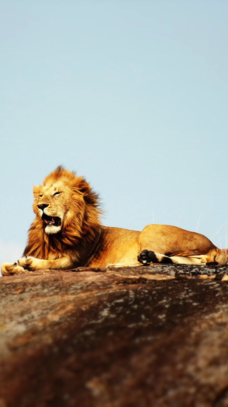 2 Line Quotes On Success - HD Wallpaper 