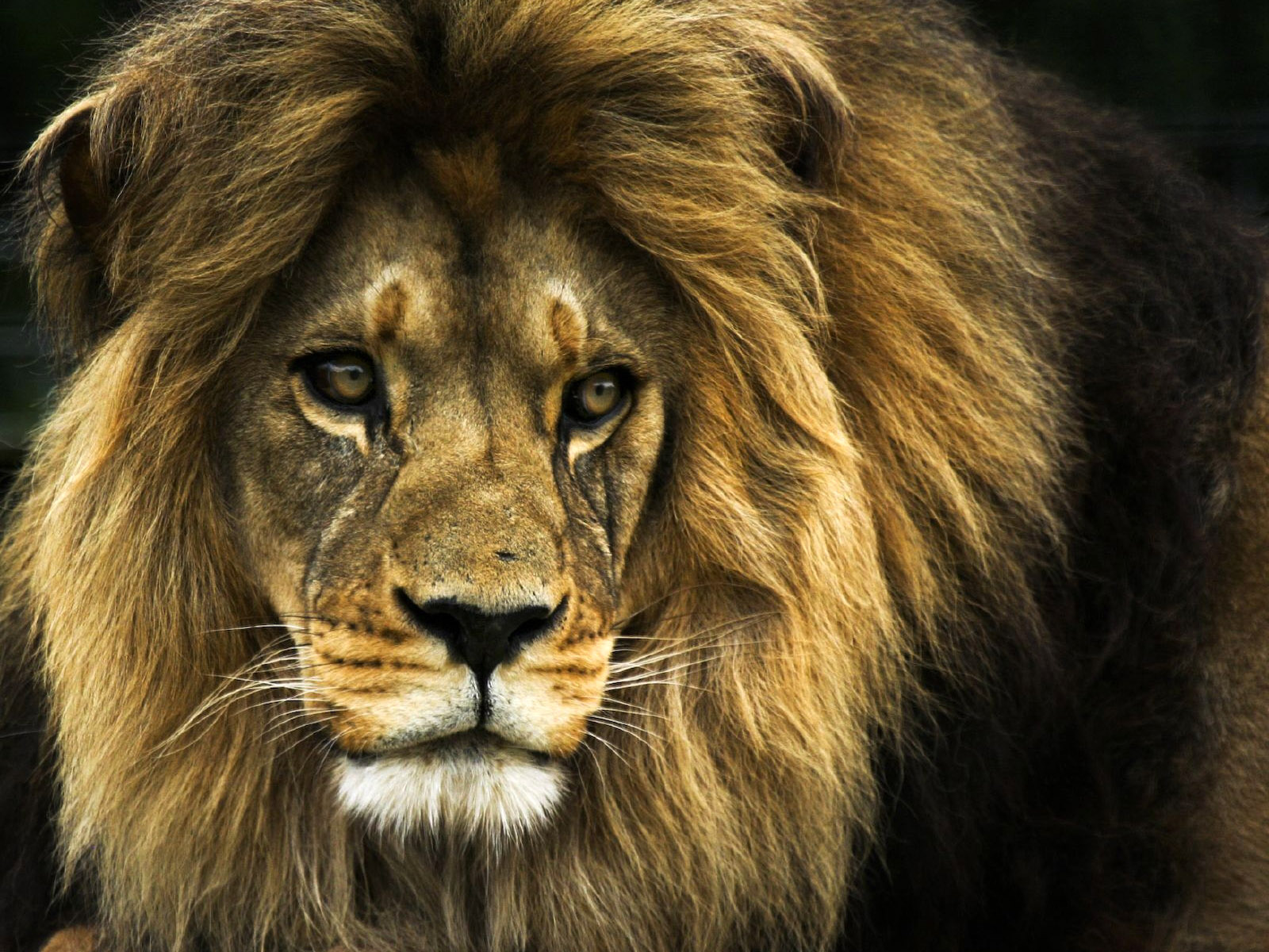 Big Lion, Photo, Download Free, Without Payment, Desktop - Mejores Fotos De Leones - HD Wallpaper 