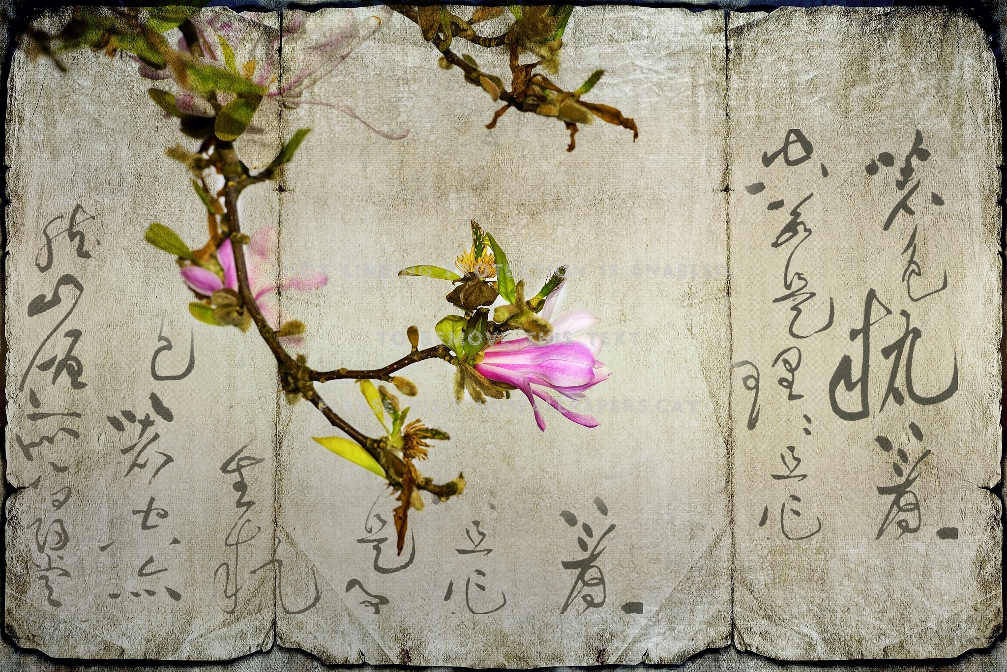 Magnolia Branch Words Flower Japanese Asian - Rosa Canina - HD Wallpaper 