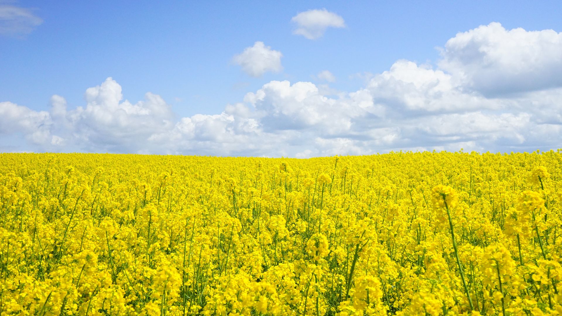 Yellow Flower Field Under Blue Cloudy Sky - Yellow Field Of Flowers - HD Wallpaper 