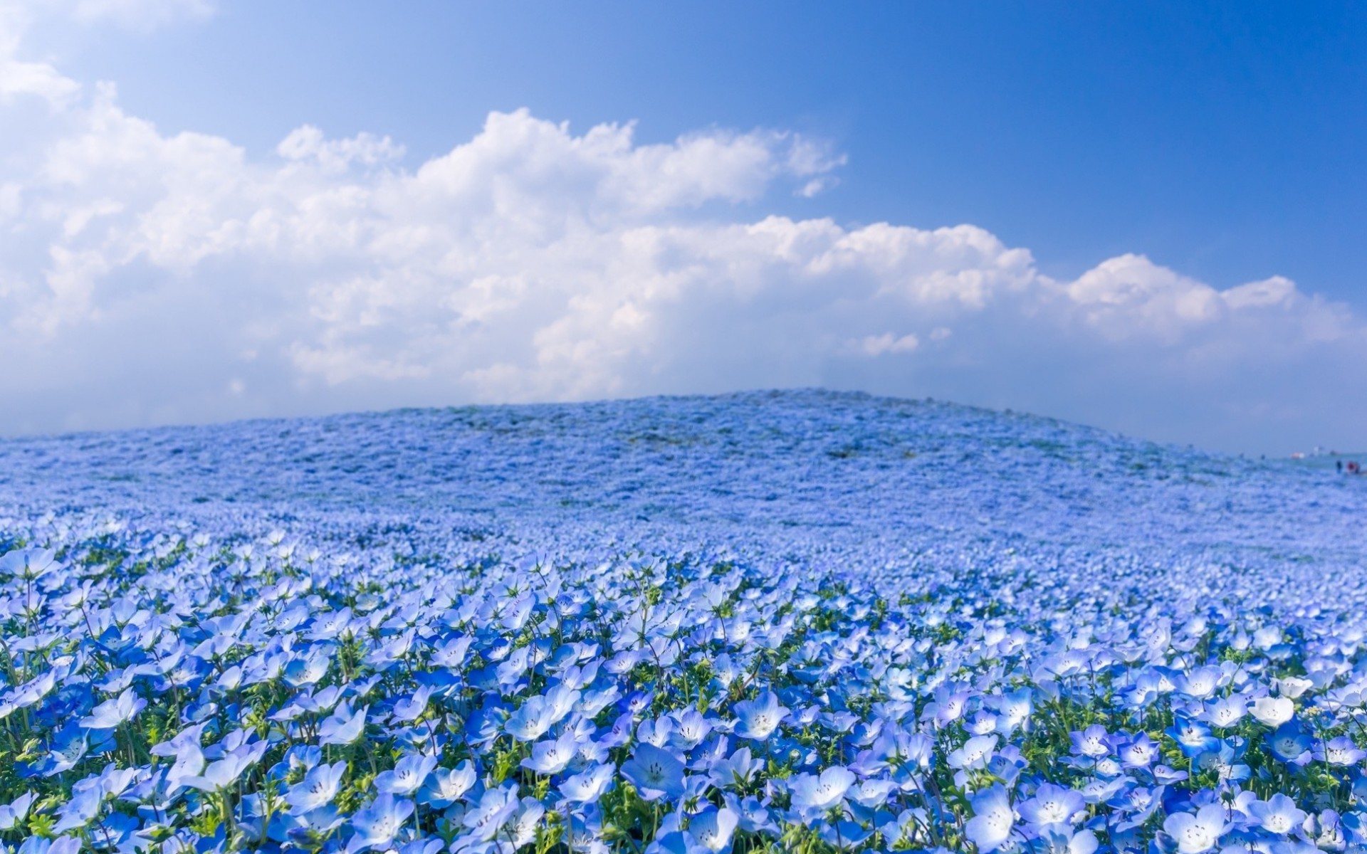 Nemophila Hitachi Seaside Park - HD Wallpaper 