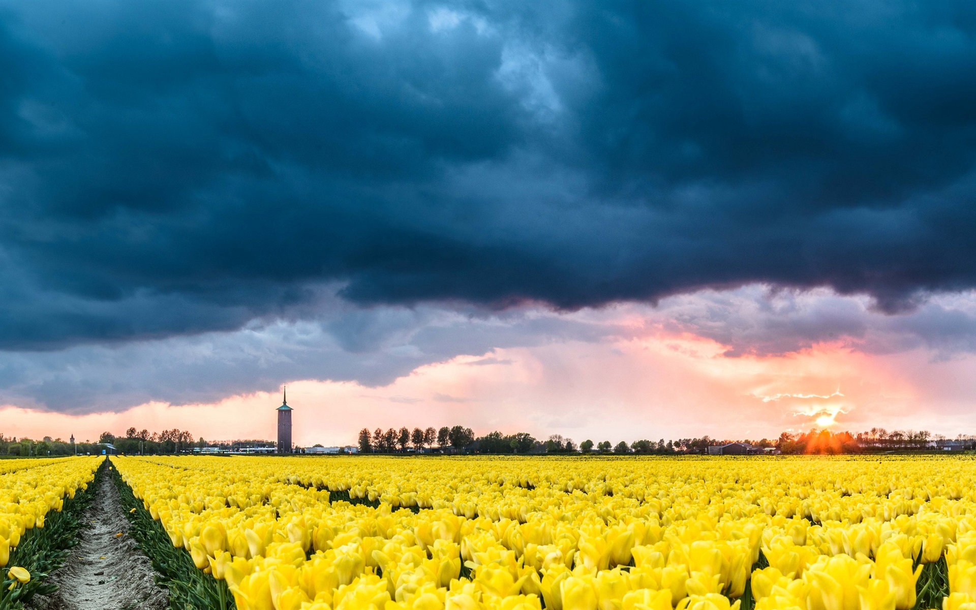 Wallpaper Netherlands, Yellow Tulips Flower Field, - Yellow Tulip Flower Fields Wallpaper Full Hd - HD Wallpaper 