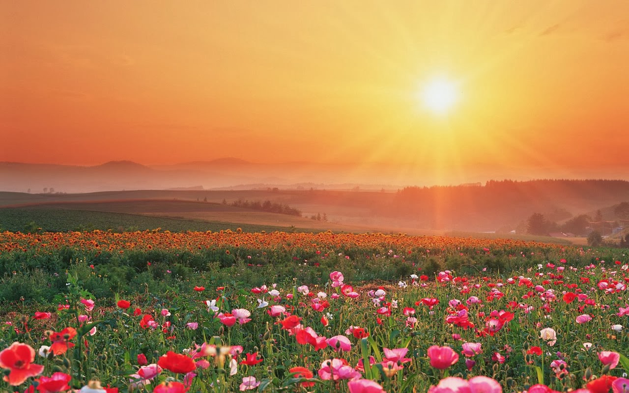 Beautiful Flower Field Wallpaper Download - Happy Birthday Field Of Flowers - HD Wallpaper 