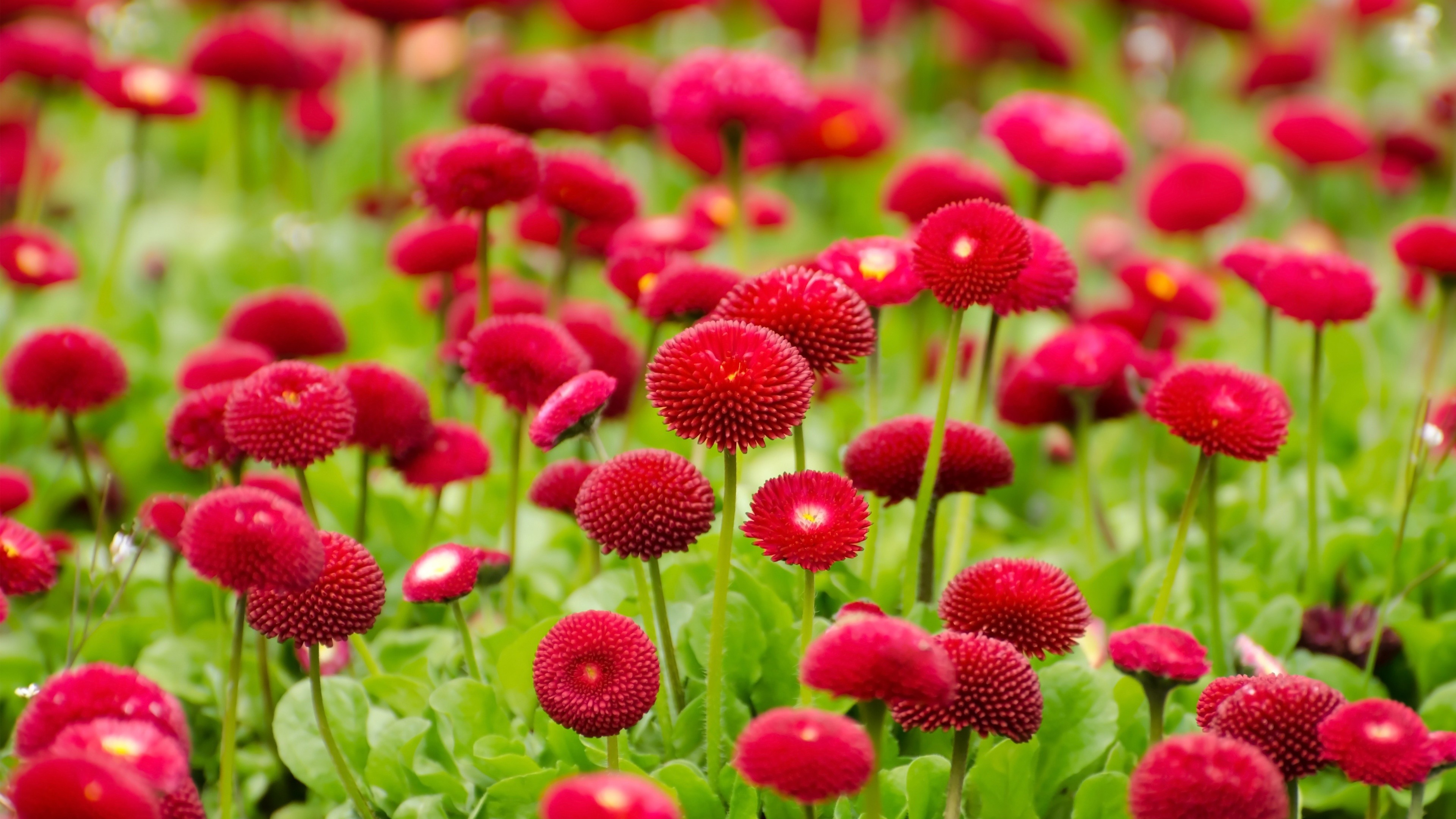 Beautiful Small Red Flowers Field Wallpaper - HD Wallpaper 