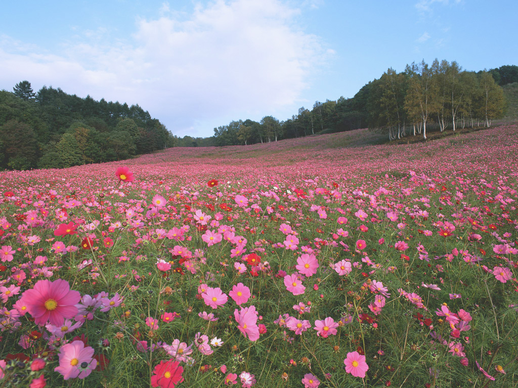 Cosmos Flowers - Cosmos Flower Fields - HD Wallpaper 