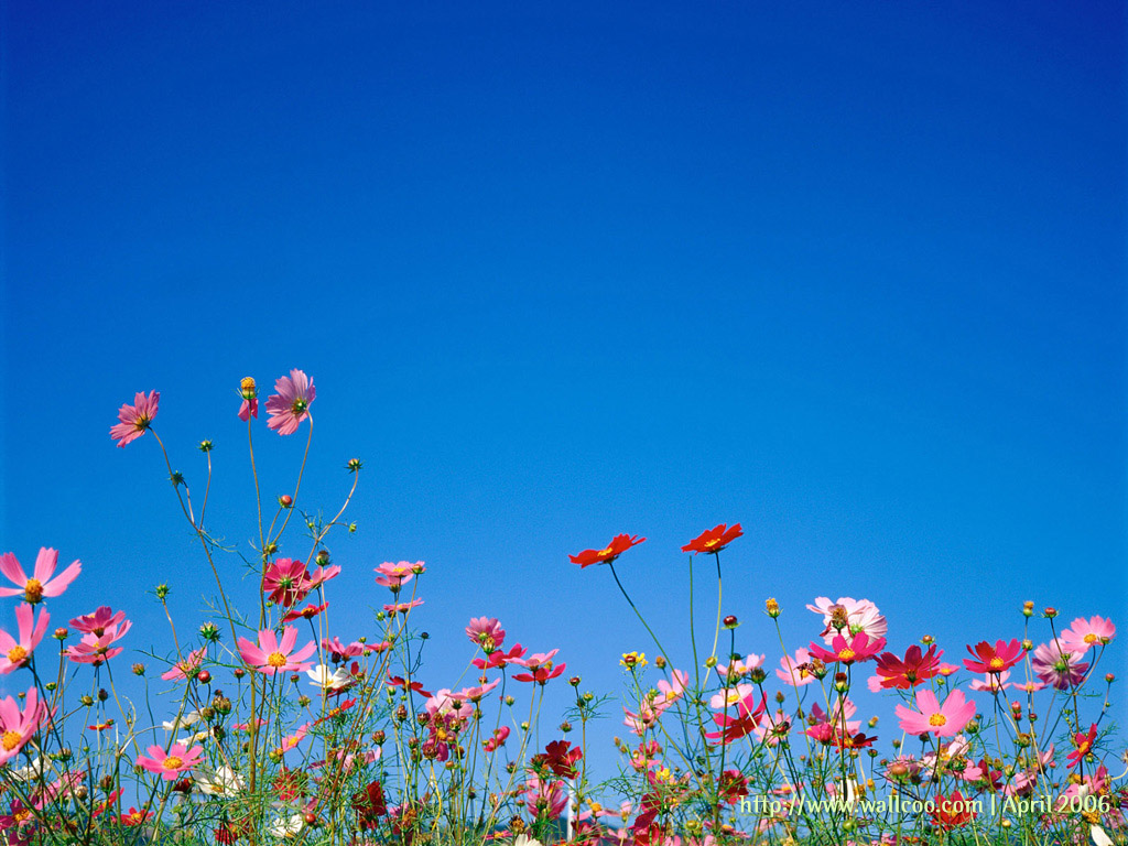 Cosmos Flowers - Blue Sky Flower Garden - HD Wallpaper 