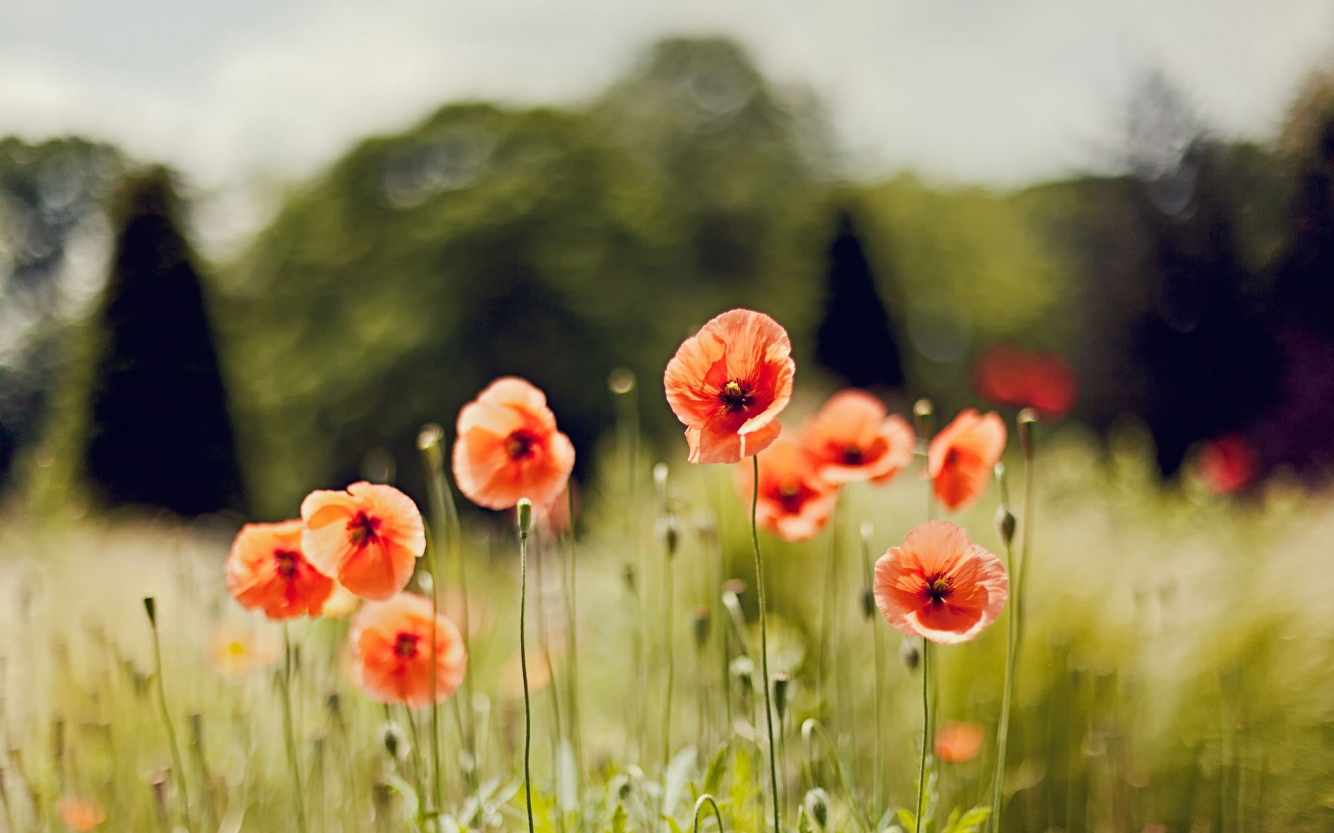 Field Flowers Poppies Nature - HD Wallpaper 