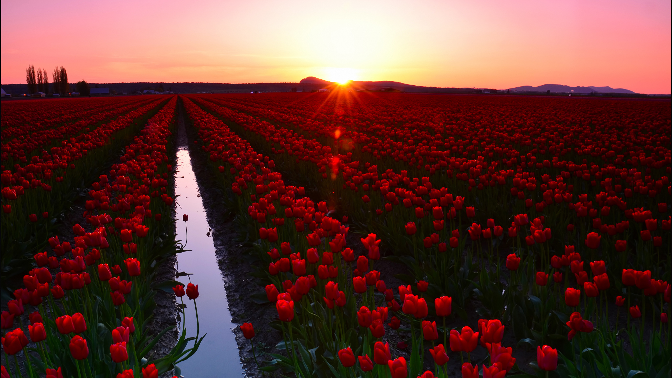 Sunset Flower Wallpaper 4k - HD Wallpaper 