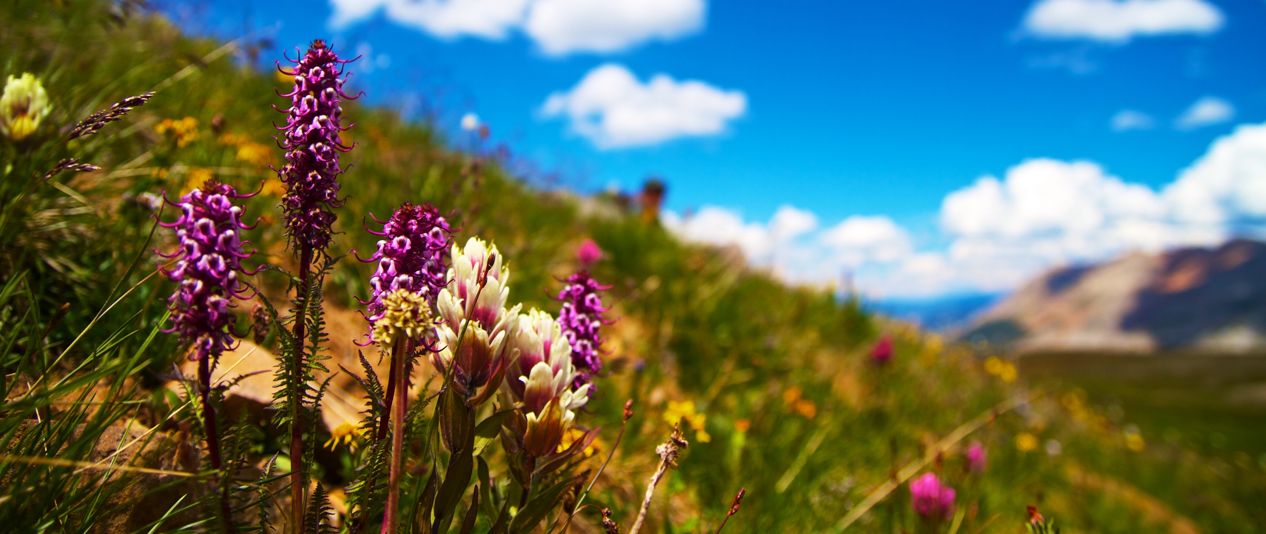 Wallpaper Flowers, Field, Summer, Flowering, Grass, - Flower Field - HD Wallpaper 