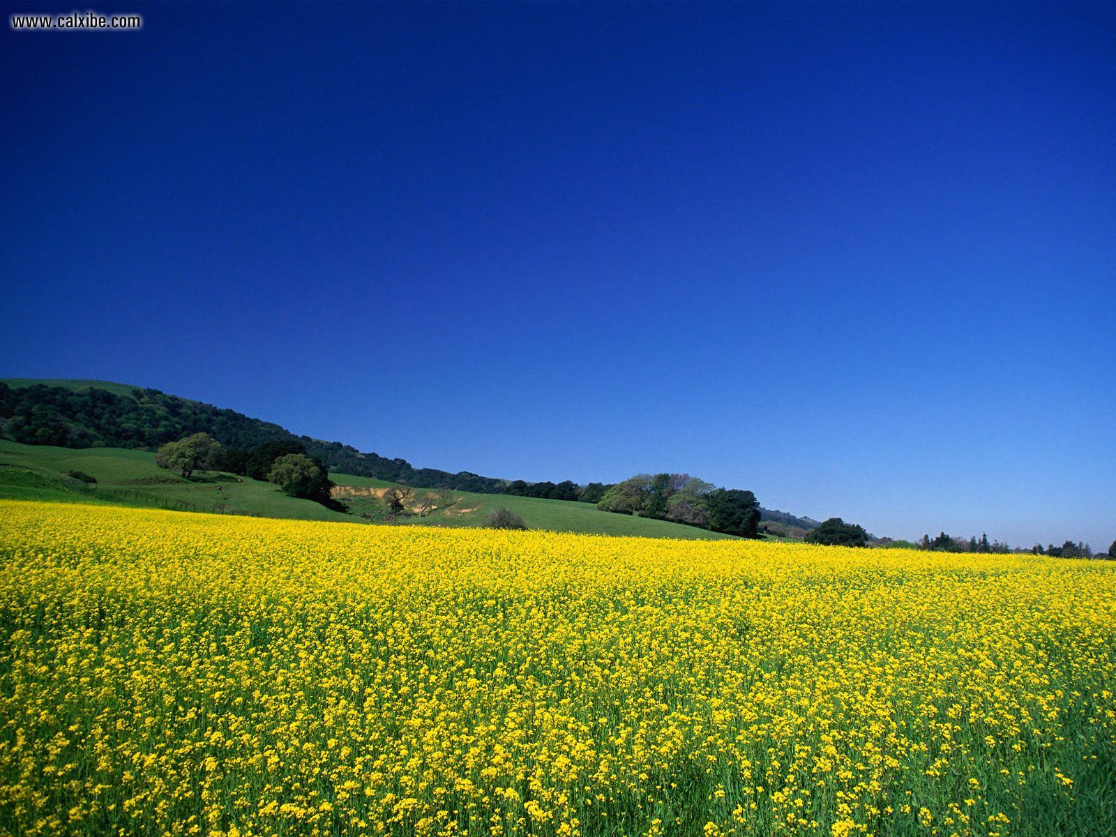 Flower Field Landscape - HD Wallpaper 