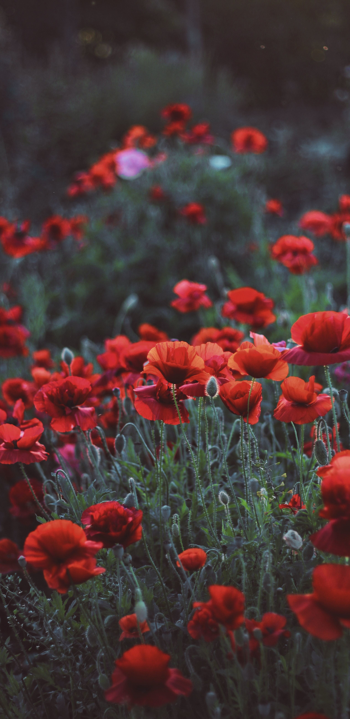Poppies, Flower Field, Meadow, Spring, Wallpaper - Poppy Flower Wallpaper Iphone - HD Wallpaper 