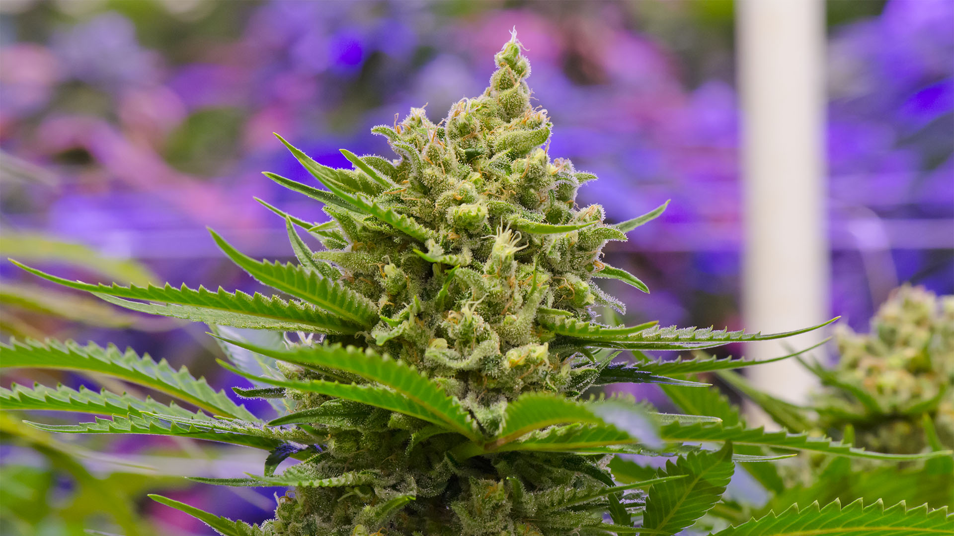 Durban Poison - HD Wallpaper 