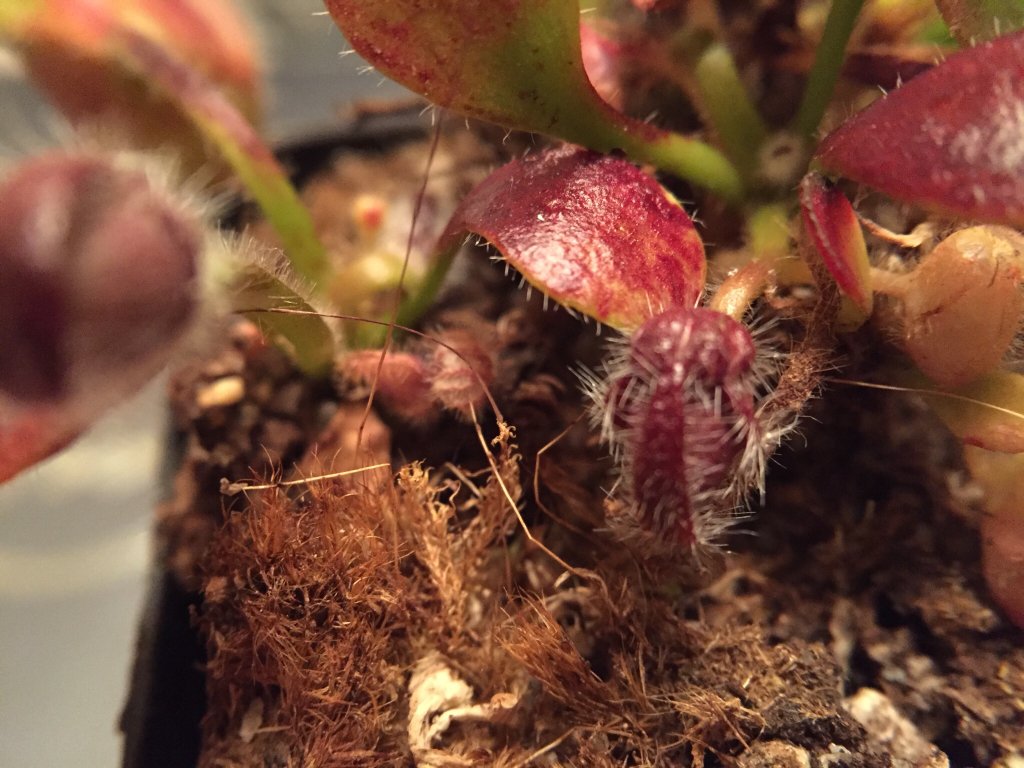 Cactus - HD Wallpaper 