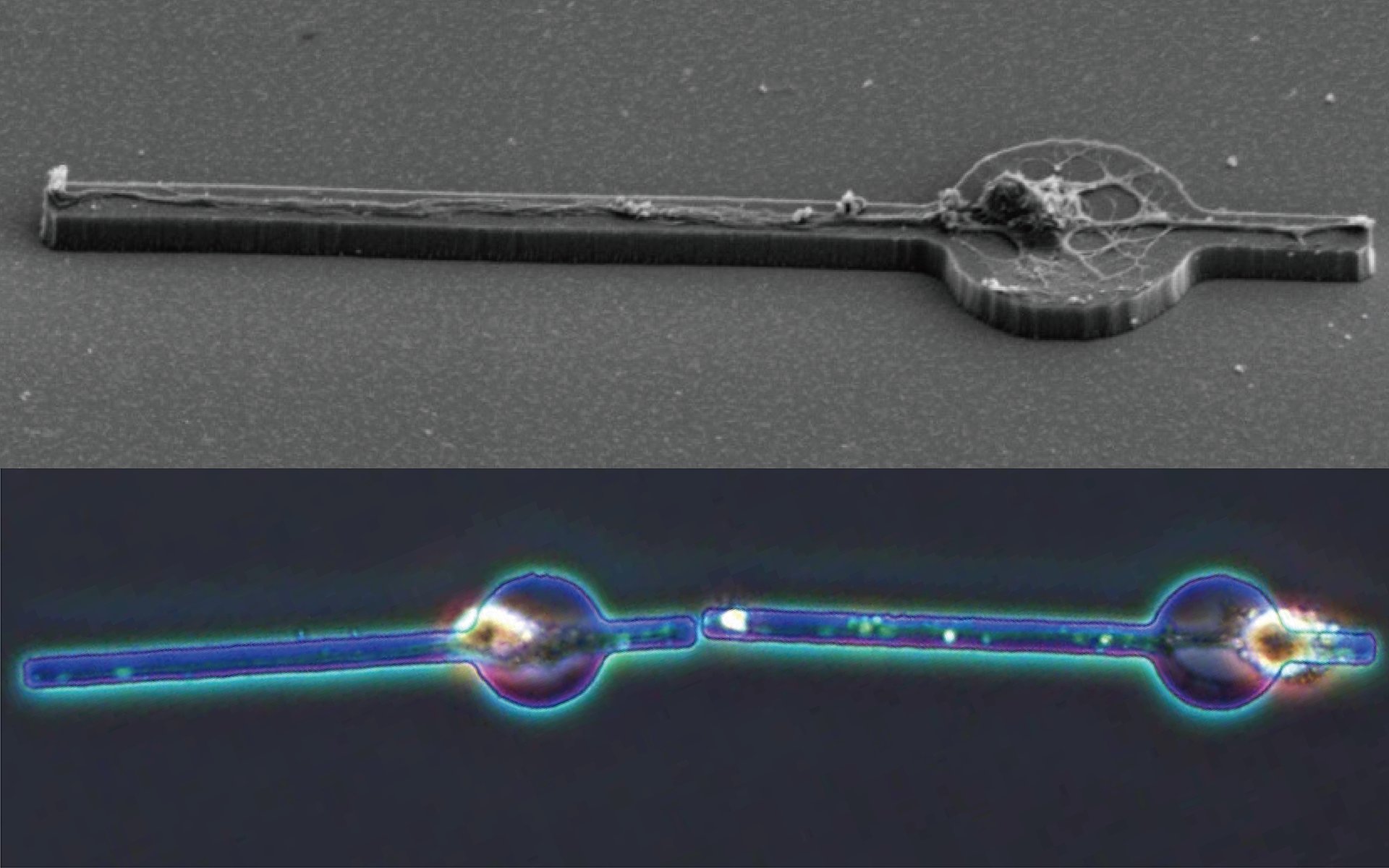 Building A Brain, Cell By Cell - Synthetic Neurons - HD Wallpaper 