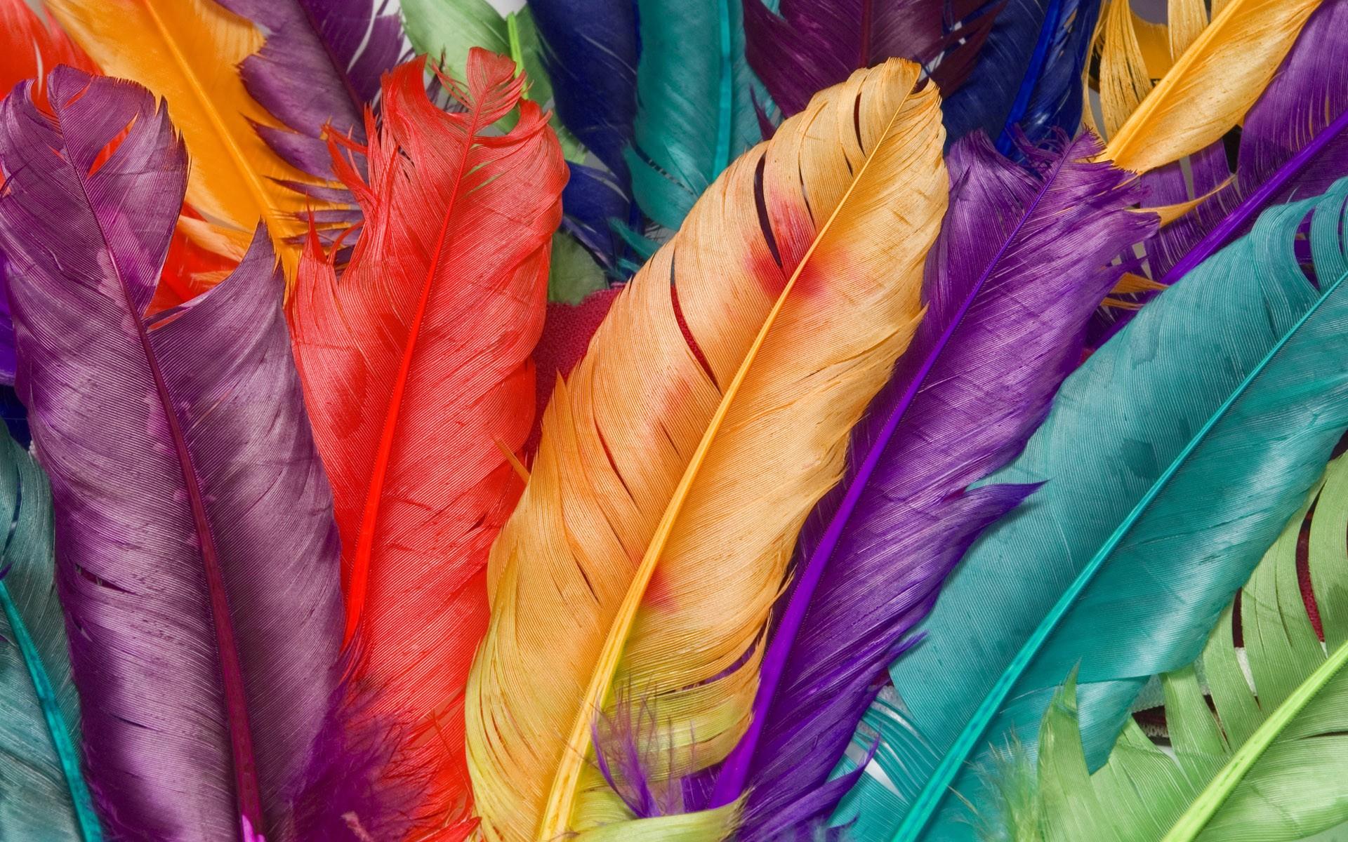 Feather Colorful - HD Wallpaper 