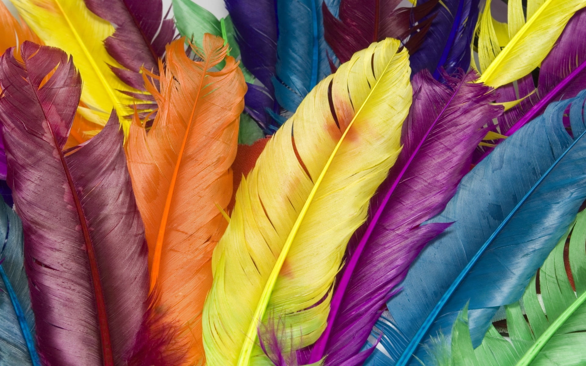 Colorful Feathers - HD Wallpaper 