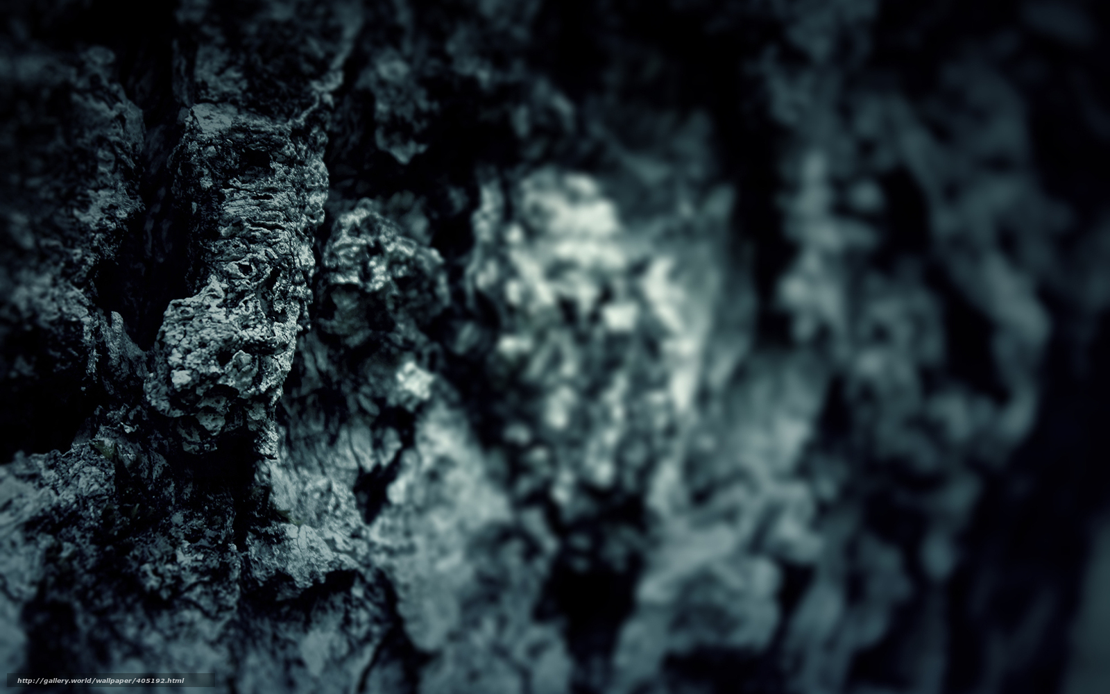 Download Wallpaper Cortex, Tree, Trunk, Trees Free - Wallpaper - HD Wallpaper 