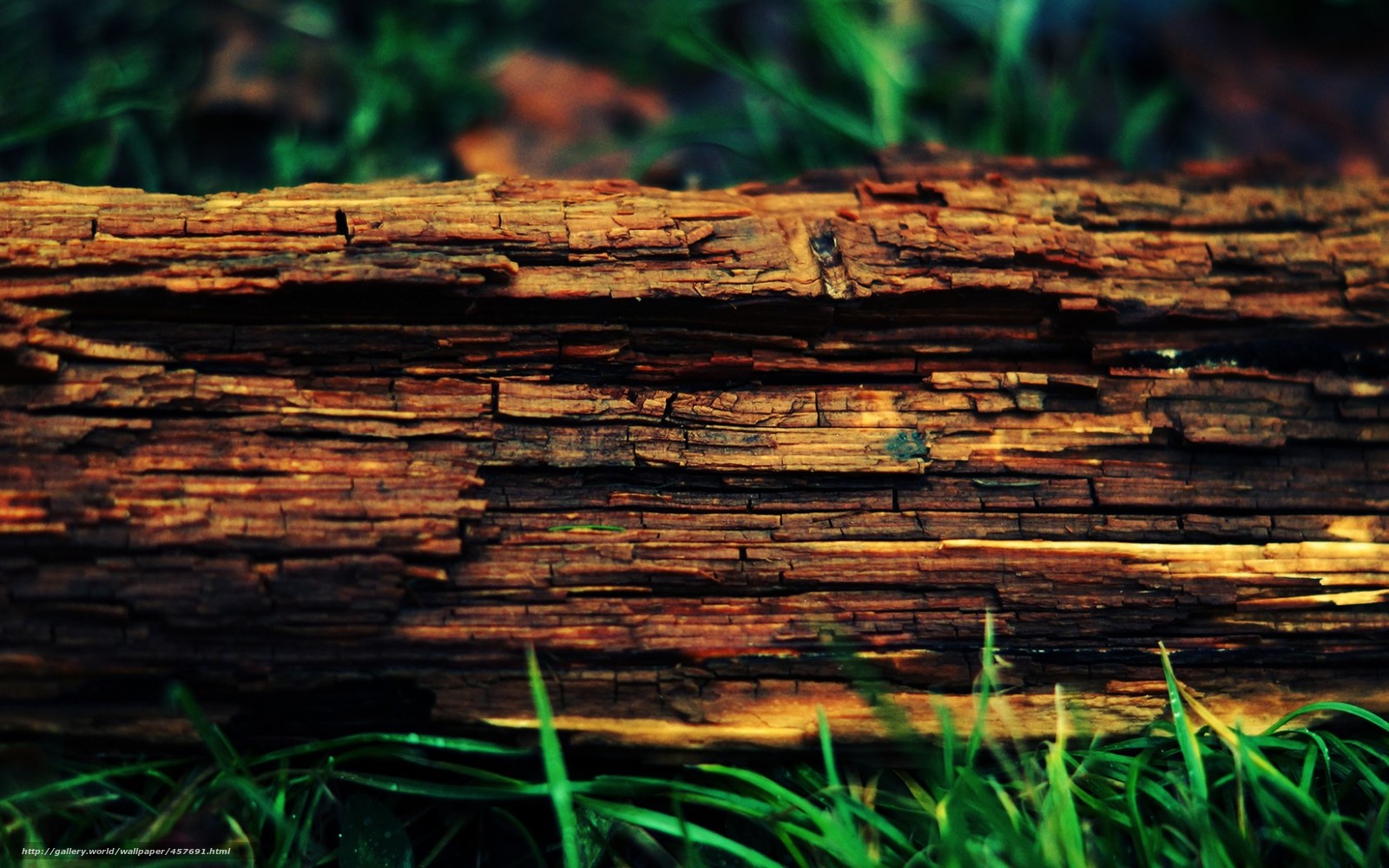 Download Wallpaper Log, Tree, Trunk, Cortex Free Desktop - Wood And Tree Hd Background - HD Wallpaper 