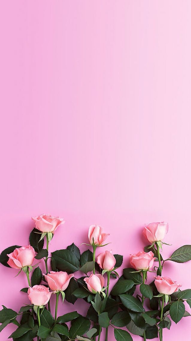 Pink Roses Wallpaper Rose Phone Background 638x1136 Teahub Io - Pink Rose Wallpaper For Walls